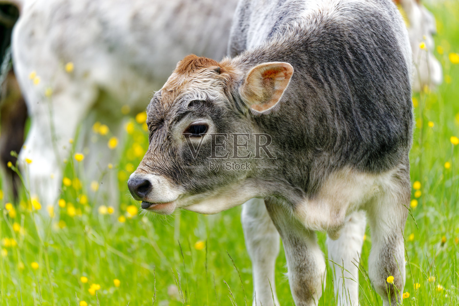 乡村风景，一群灰色的瑞士牛在瑞士小镇的草地上吃草。照片摄影图片