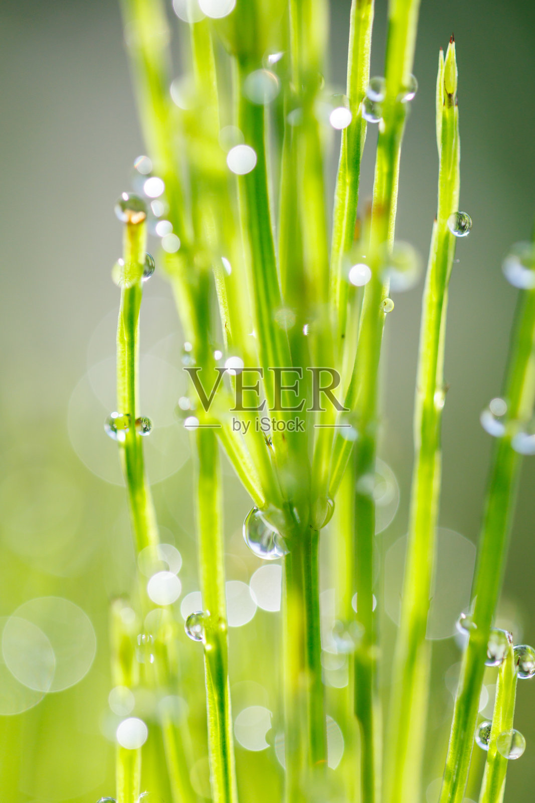 晨露照片摄影图片