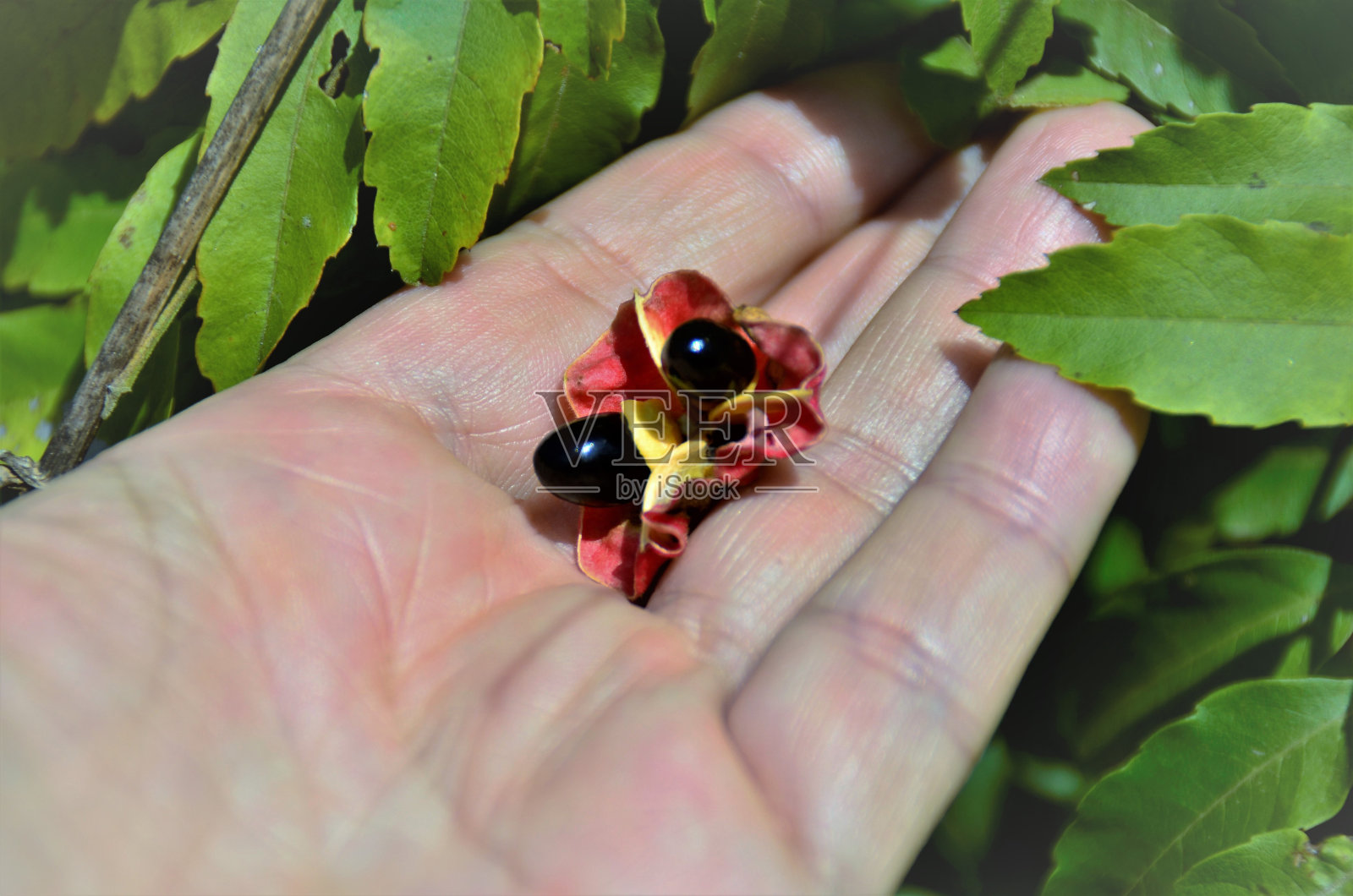 手掌里的果实带有春铜树的种子照片摄影图片