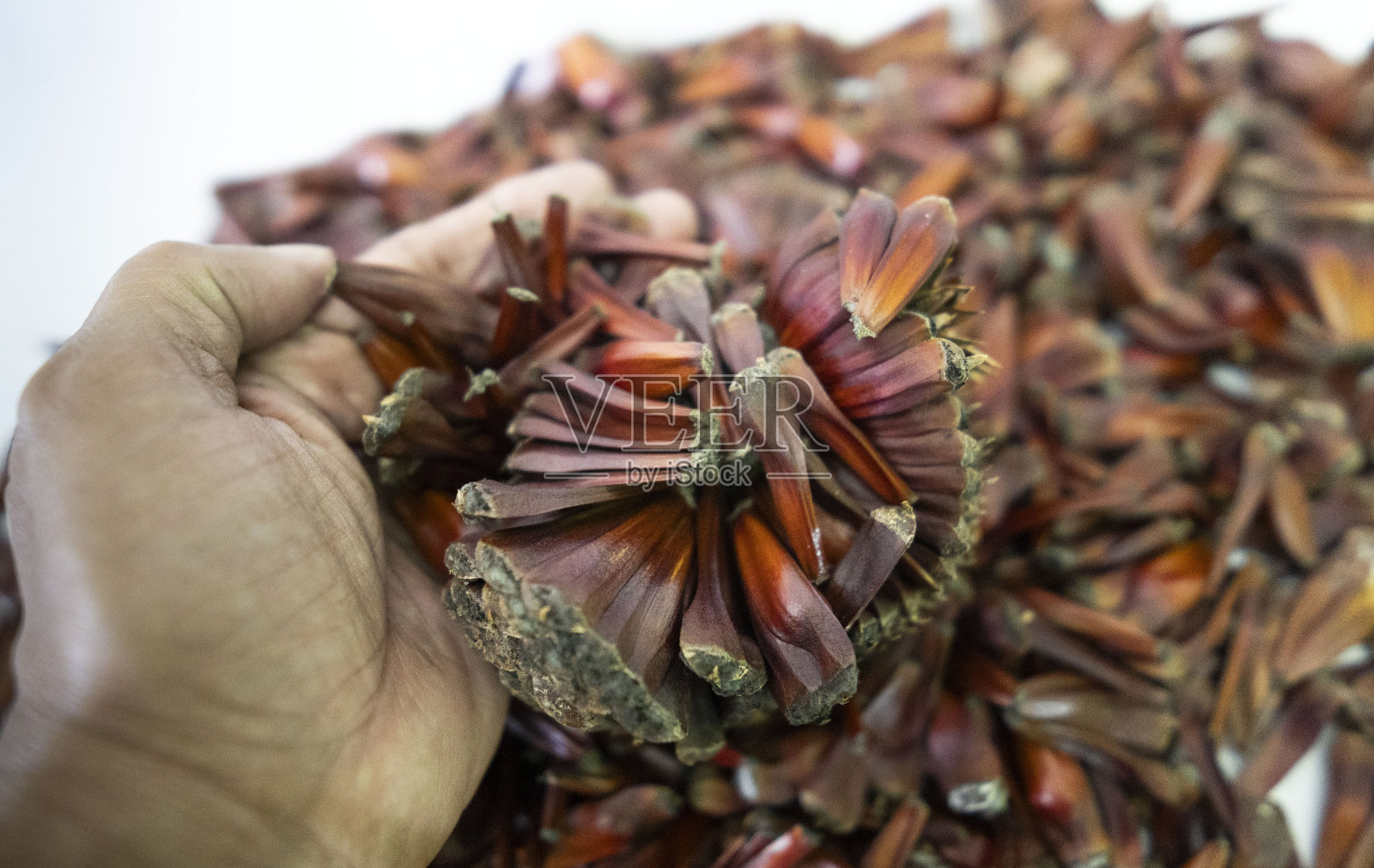 pinh<e:1>是巴西农村地区的典型特征照片摄影图片