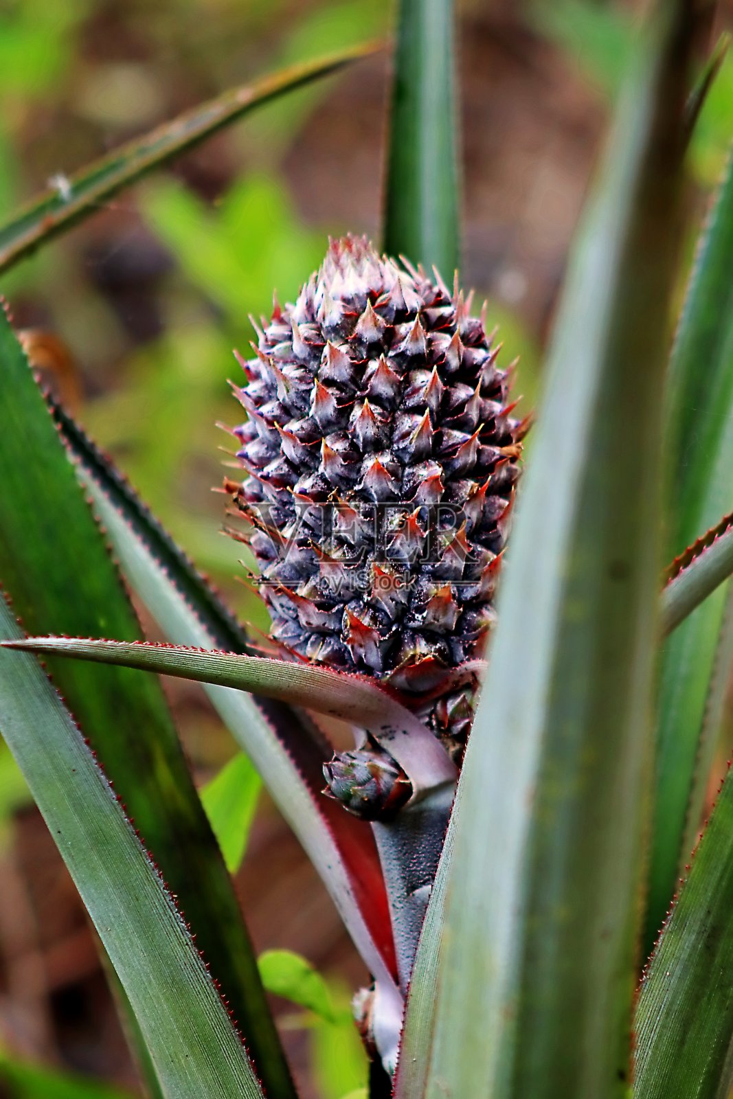 菠萝照片摄影图片