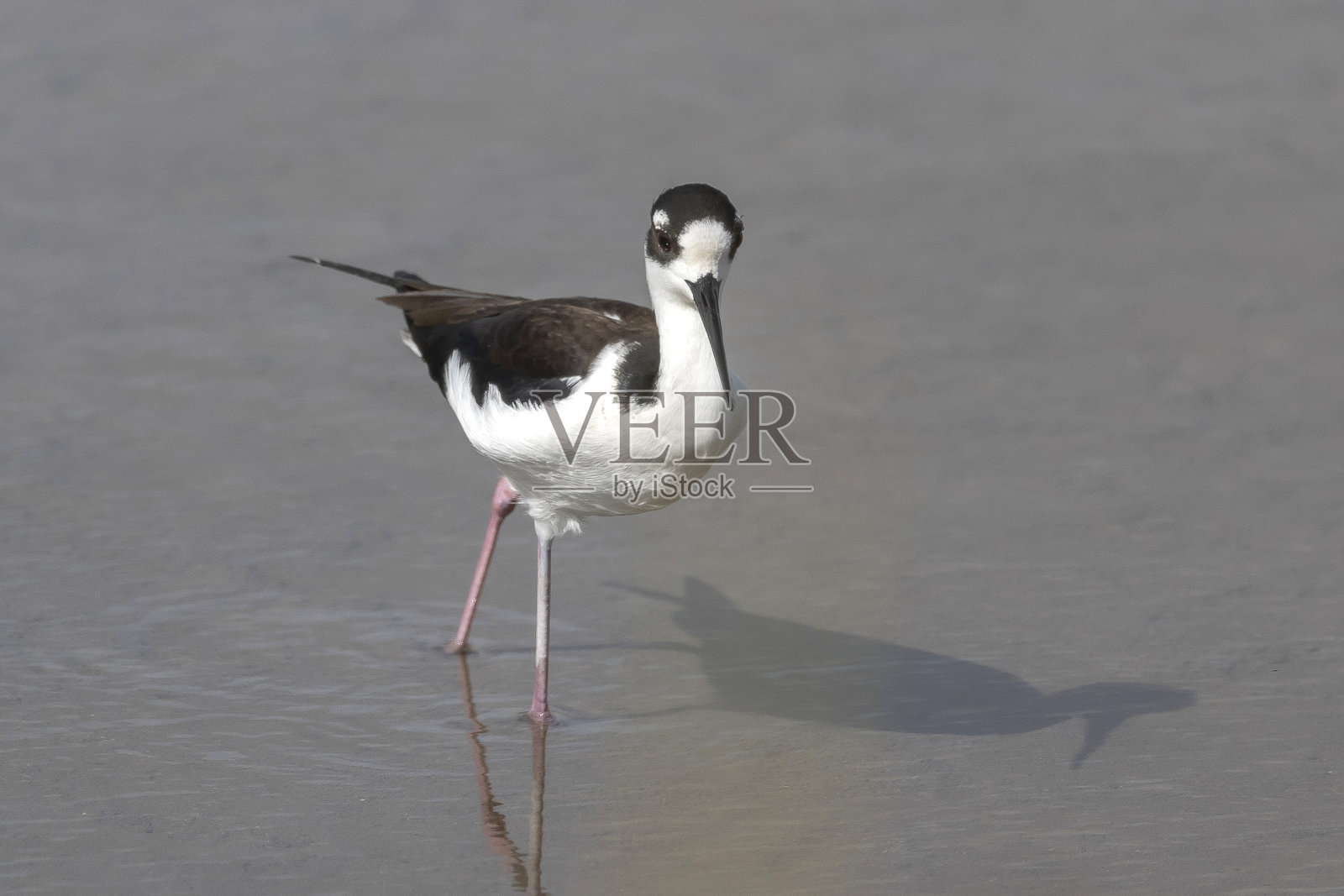 黑颈高跷照片摄影图片