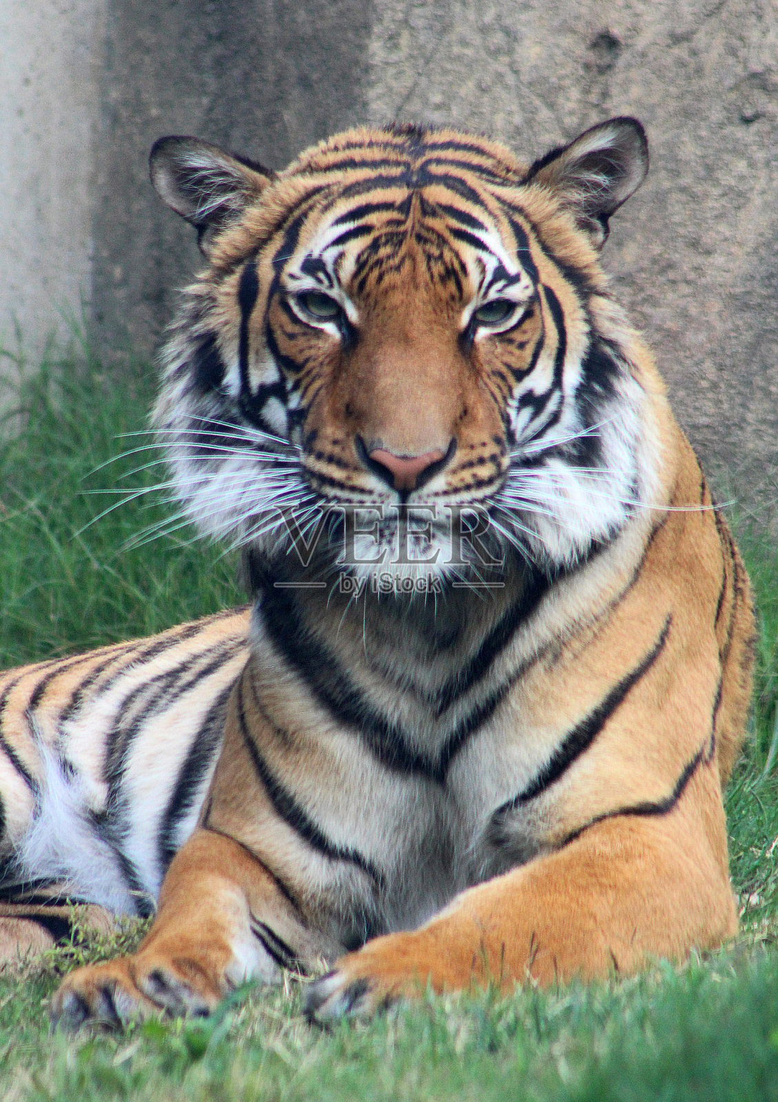 雄伟凶猛的美照片摄影图片