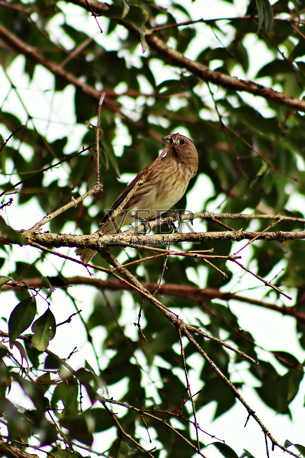 鸟照片摄影图片
