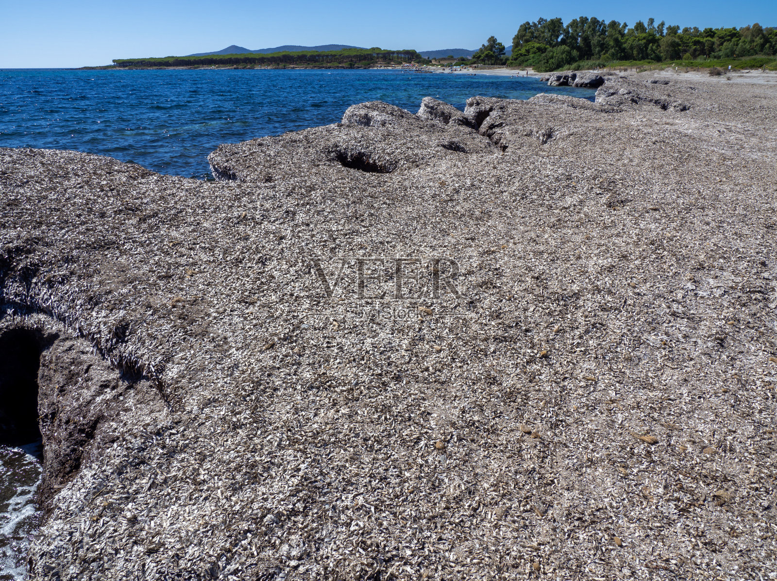 在地中海的海滩上，海草在沙滩上形成了河岸。自然可持续的生态系统。一般比赛照片摄影图片
