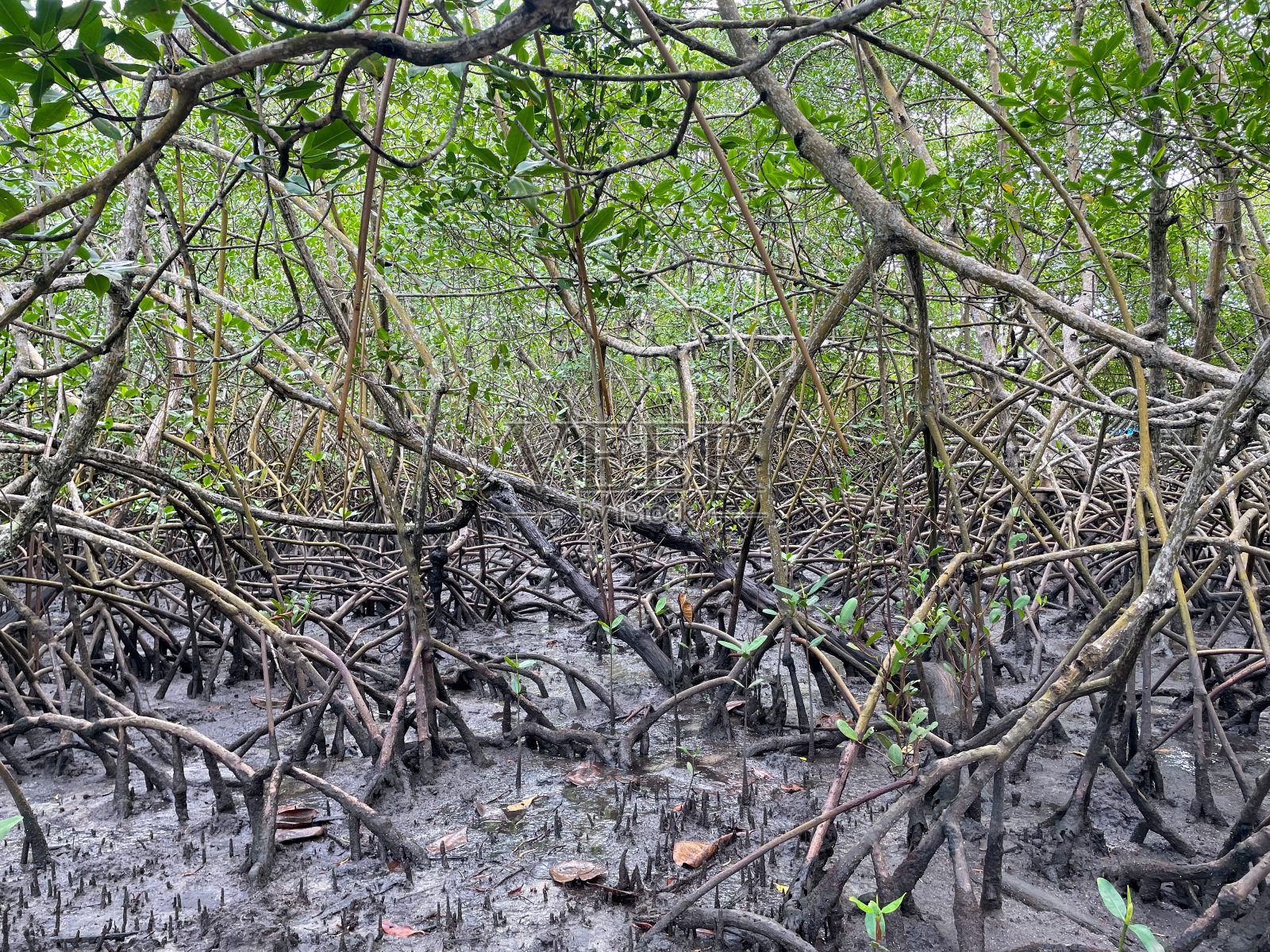 巴西巴伊亚州塞古罗港的红树林照片摄影图片