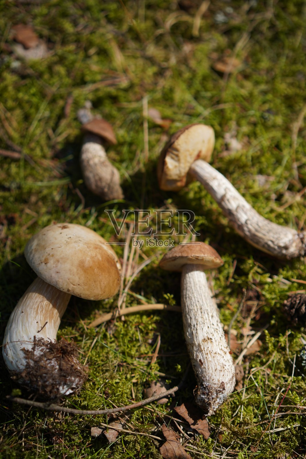 营火烹饪的细节视图，茶壶，蘑菇和洋葱锅是在火上复制空间，露营细节在森林与帐篷，家庭露营和时间花费，夏季活动，营地照片摄影图片