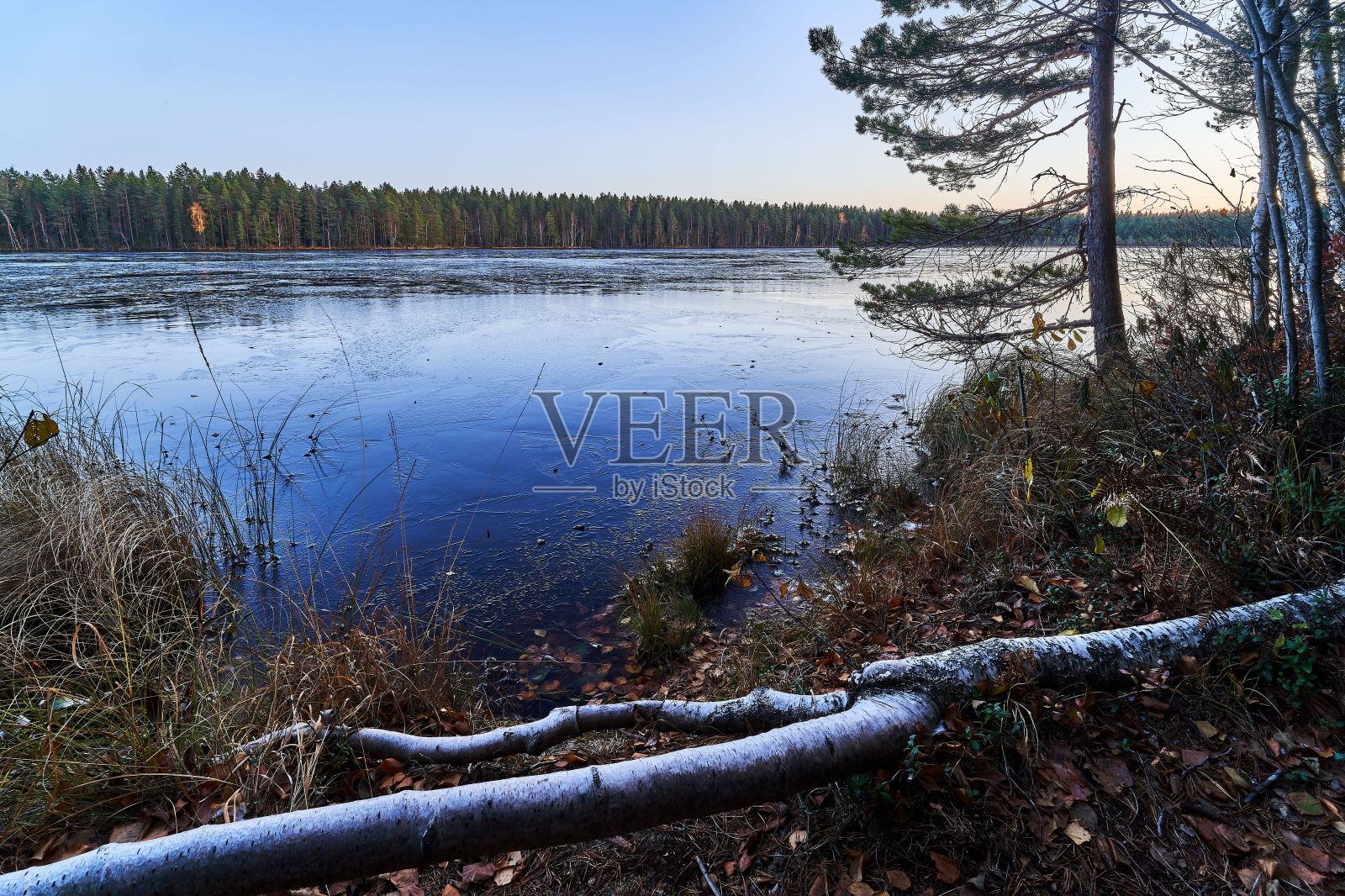 一条河，有一些原木和水，背景是树照片摄影图片