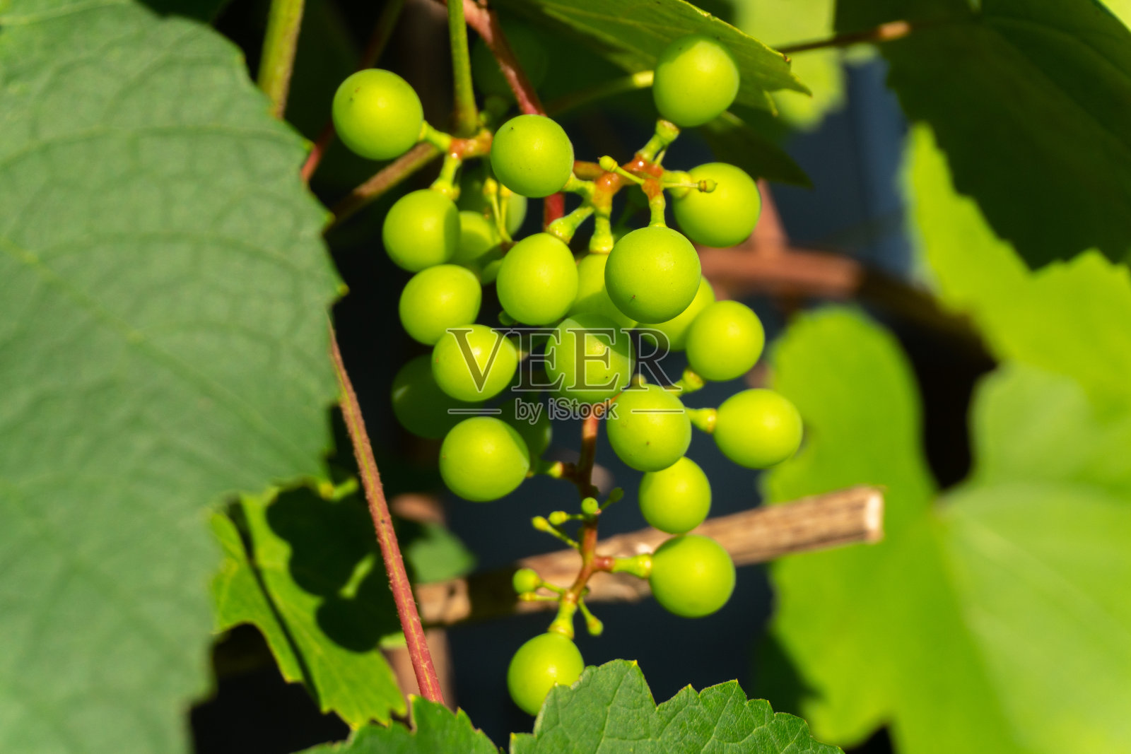 白天葡萄园里的白葡萄。葡萄园果园里一串串的白葡萄酒绿葡萄照片摄影图片