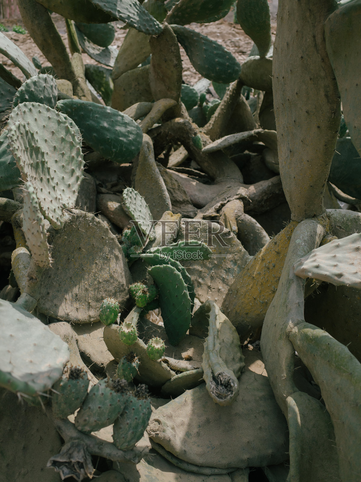 利马附近沙漠中的仙人掌照片摄影图片