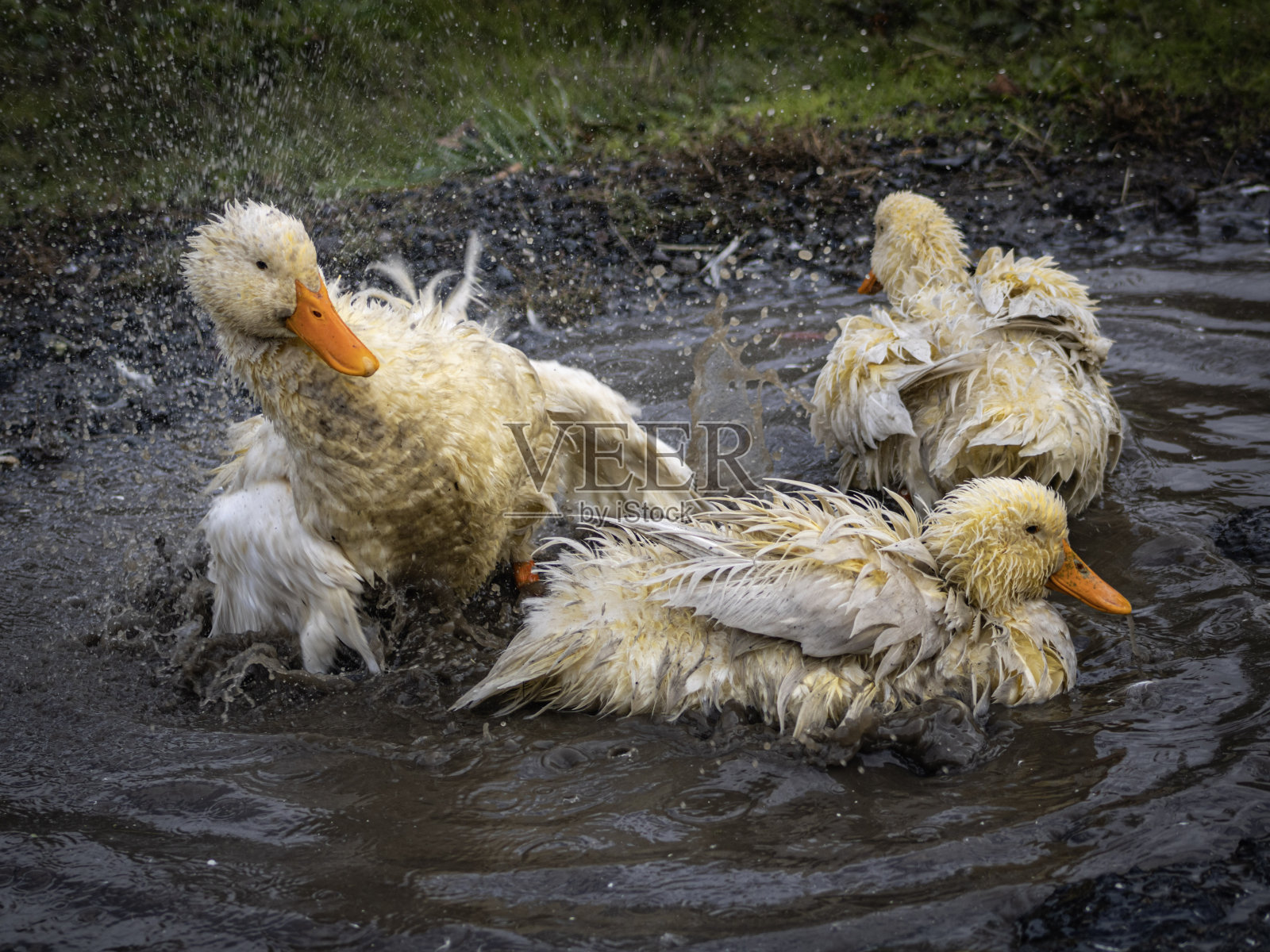 溅的鸭子照片摄影图片