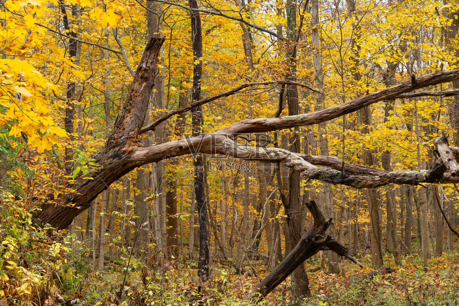 树林里的秋景。照片摄影图片