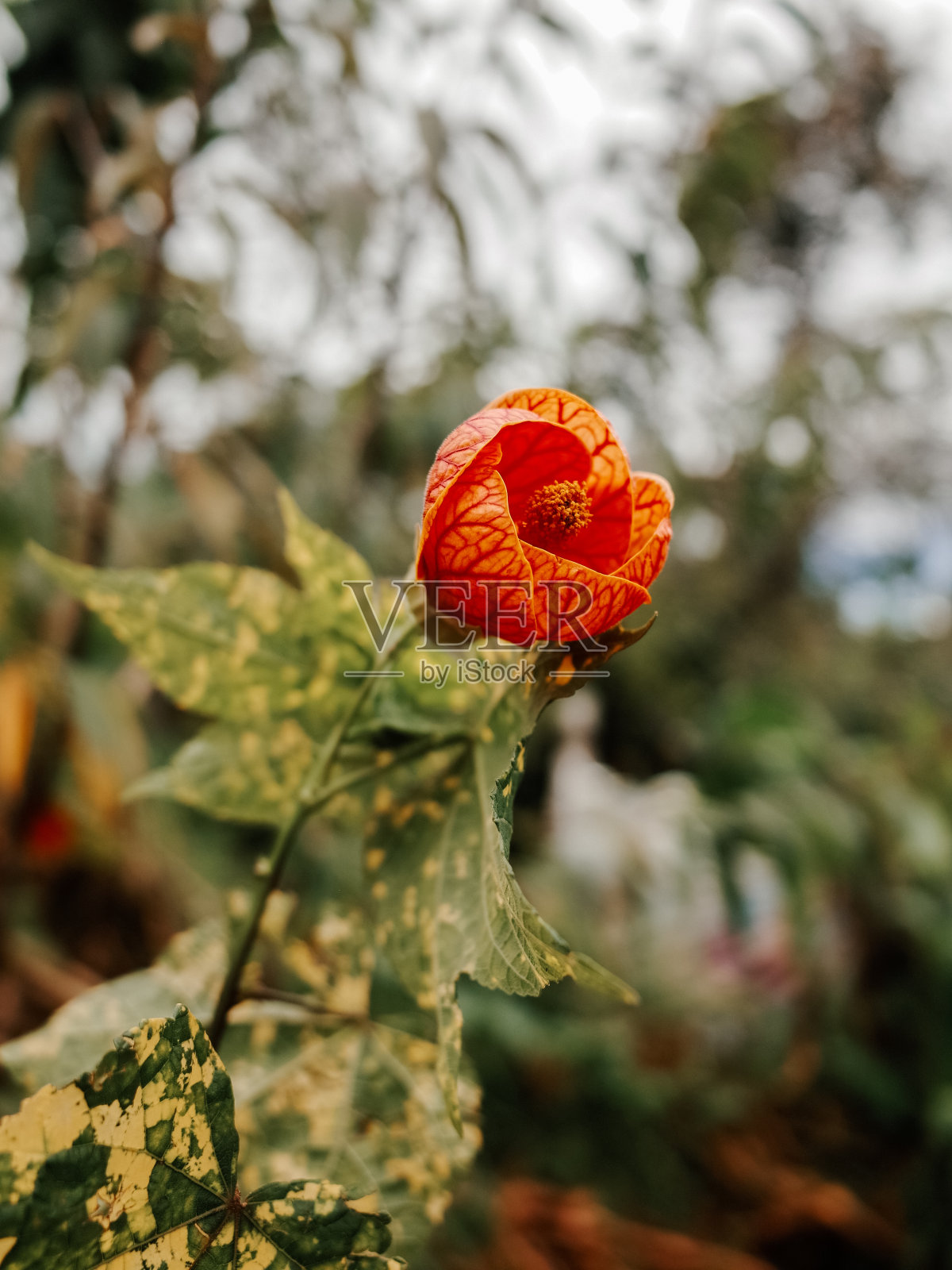秘鲁北部安第斯山脉的花朵照片摄影图片
