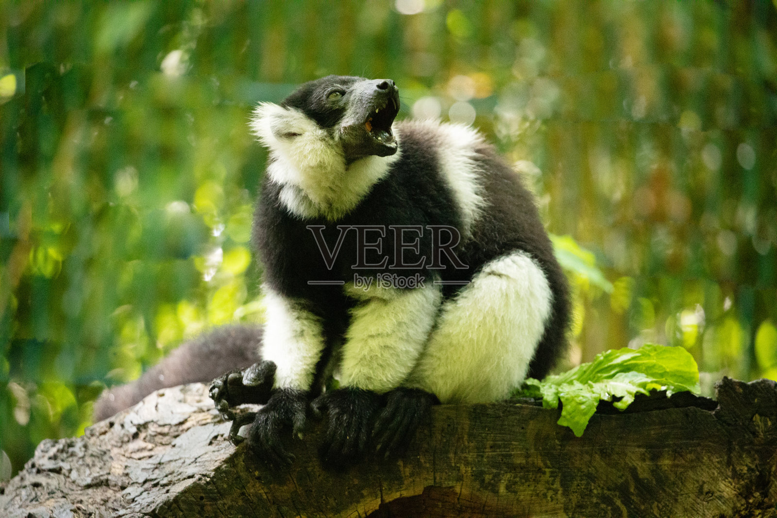 黑白折边狐猴特写照片摄影图片