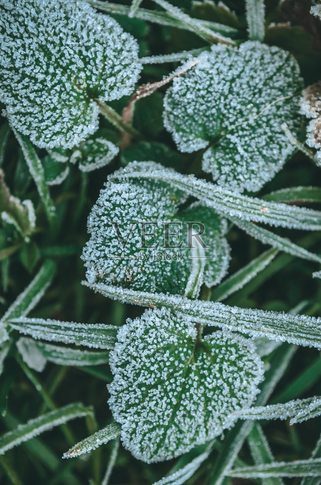 美丽的冰冻草地。草叶上结霜。自然冬季背景。宏观性质照片摄影图片