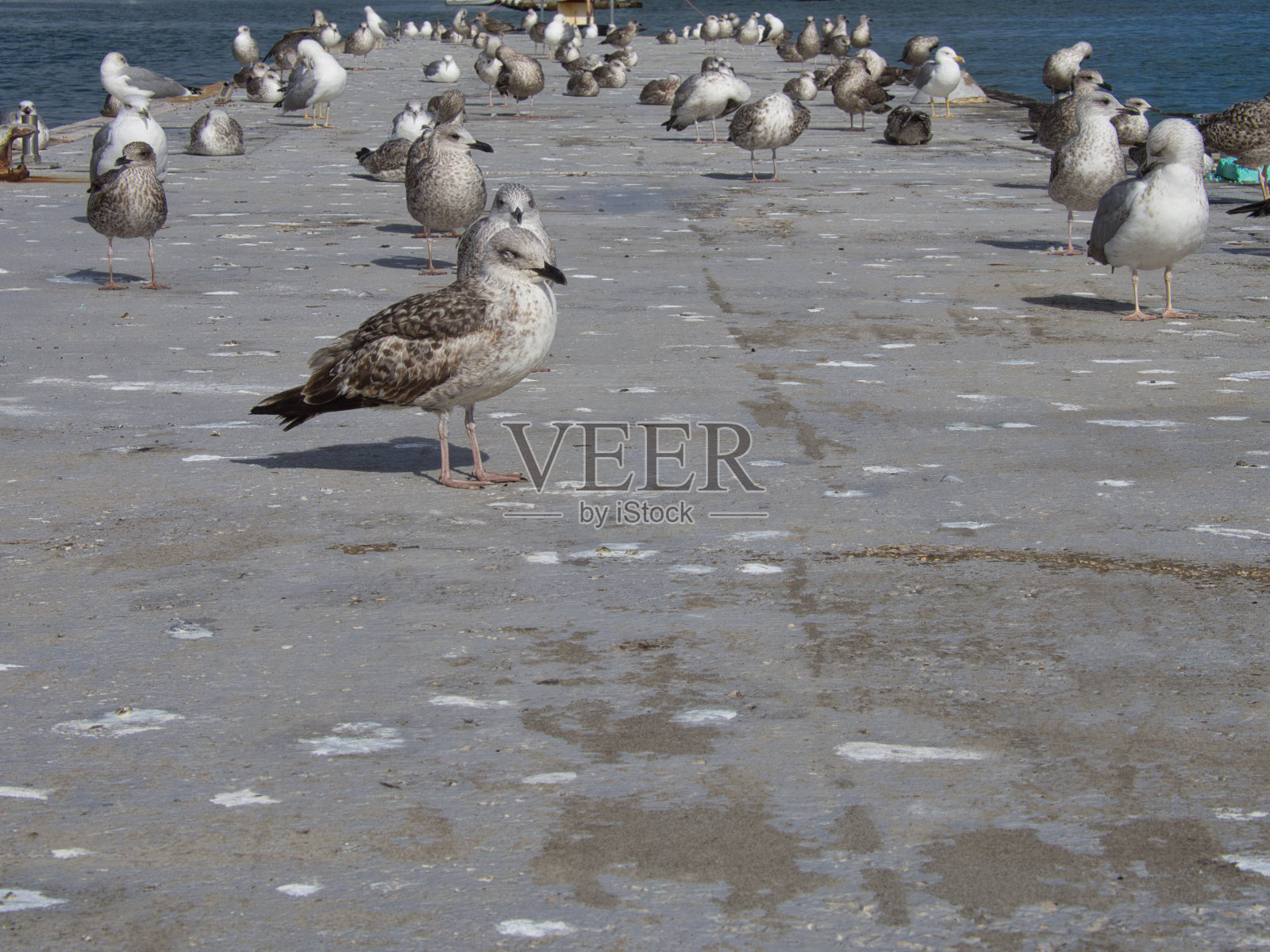在葡萄牙portimo的Arade河上，一大群海鸥在一个漂浮的平台上。照片摄影图片