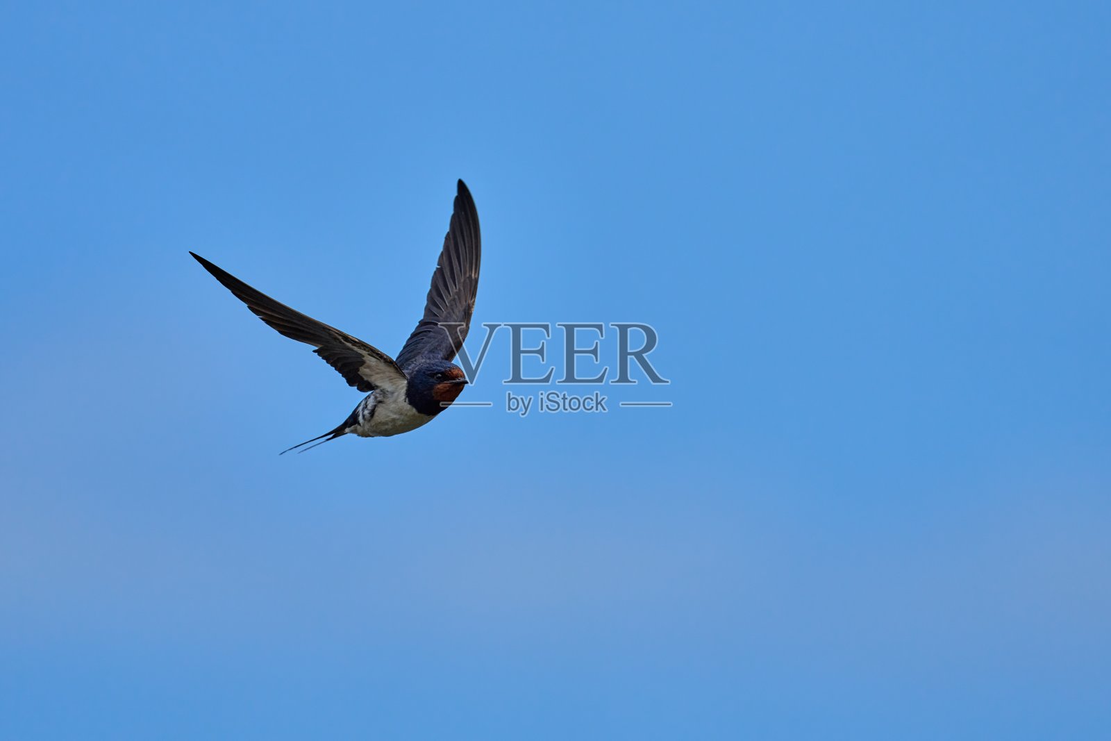 一只展翅飞翔的小燕子照片摄影图片