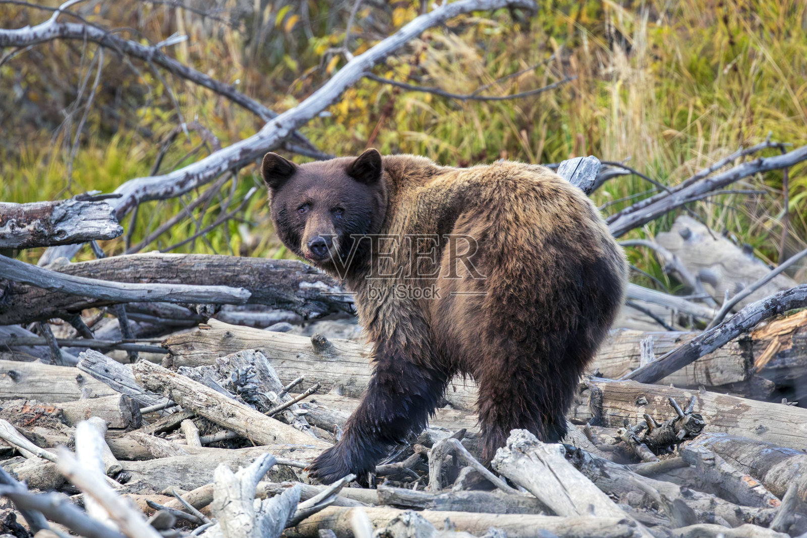 河岸上的棕熊照片摄影图片