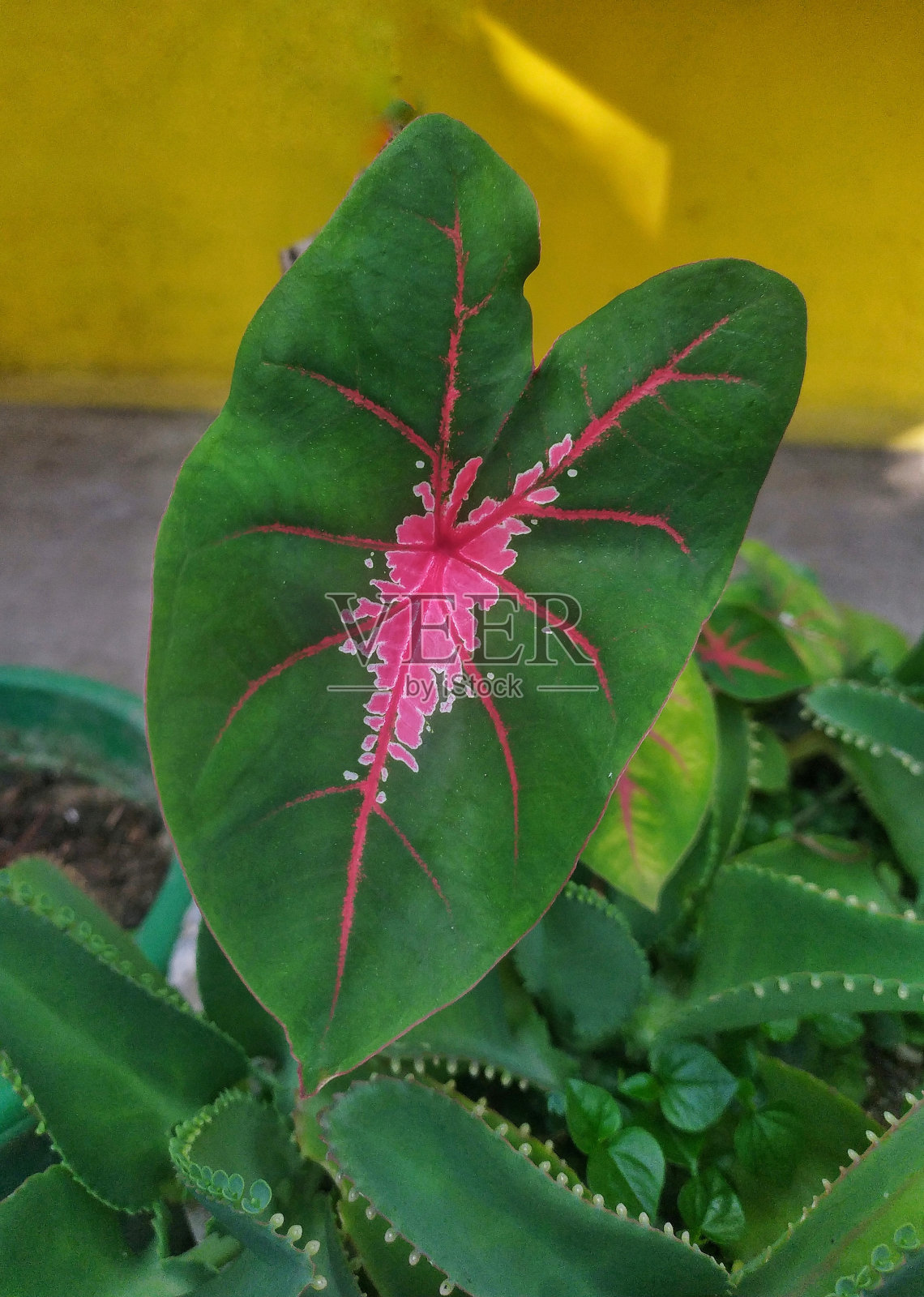 贝母叶照片摄影图片