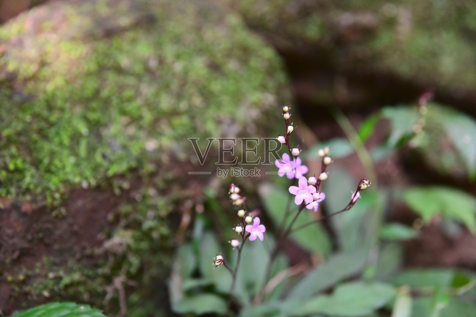 台湾罕见的Hahum花:一种独特的植物，有蟑螂形状的叶子照片摄影图片