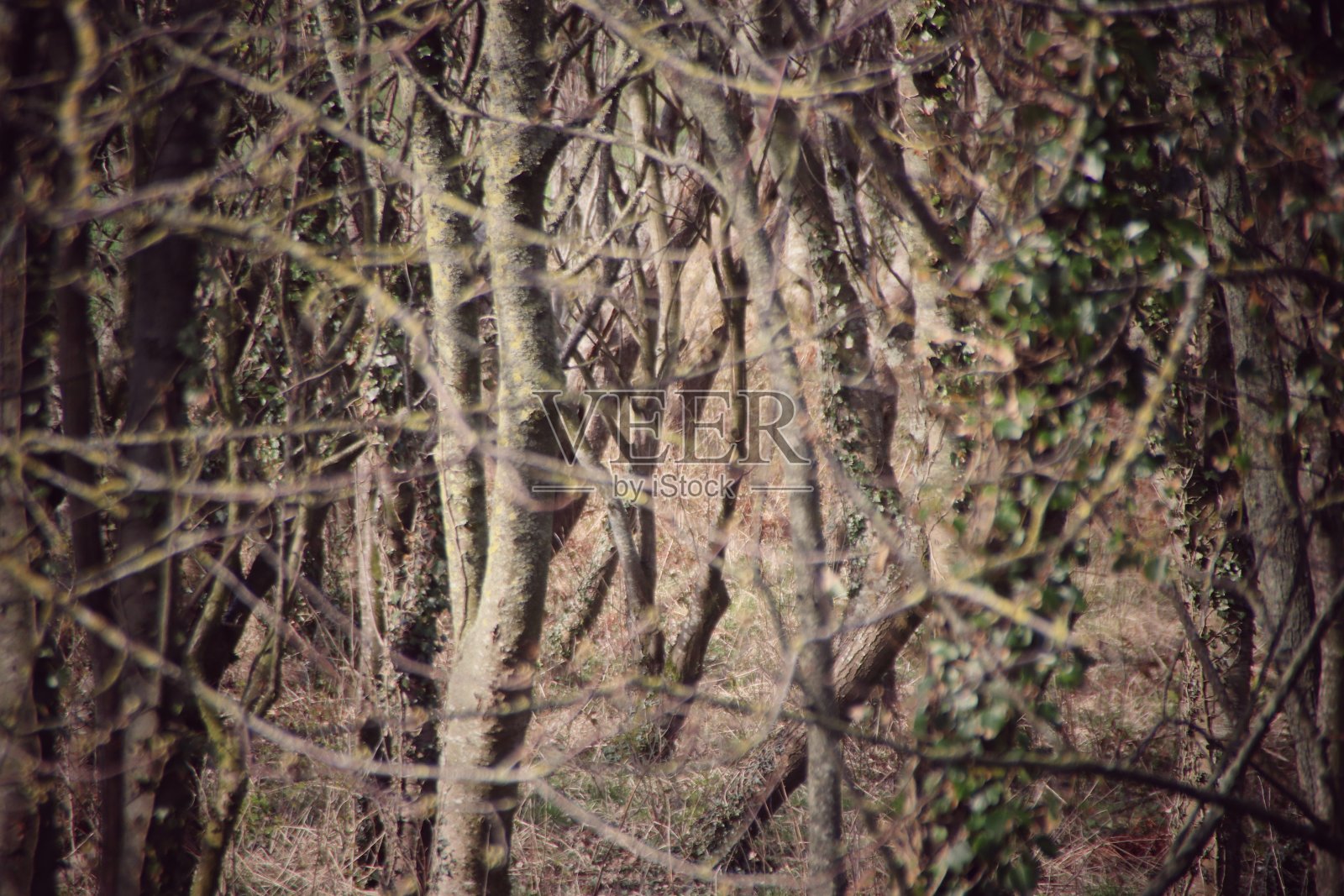 格文附近的野树林照片摄影图片