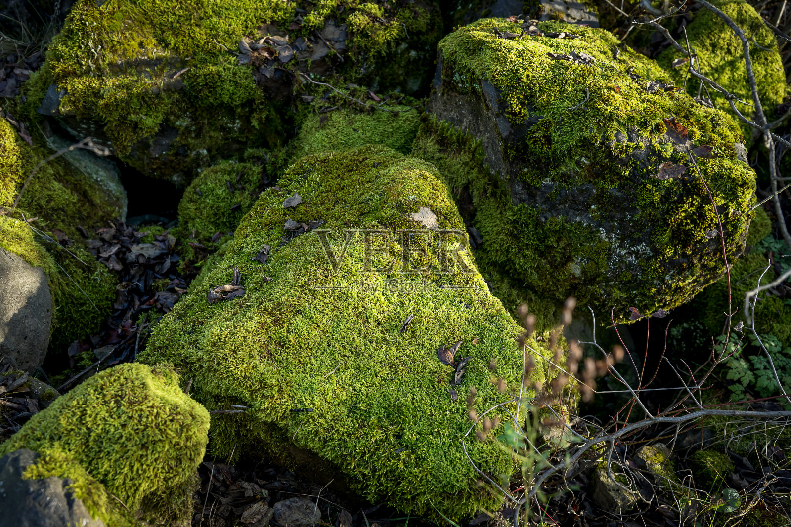 秋天森林里的青苔。茂密的苔藓长在森林里的岩石上。照片摄影图片