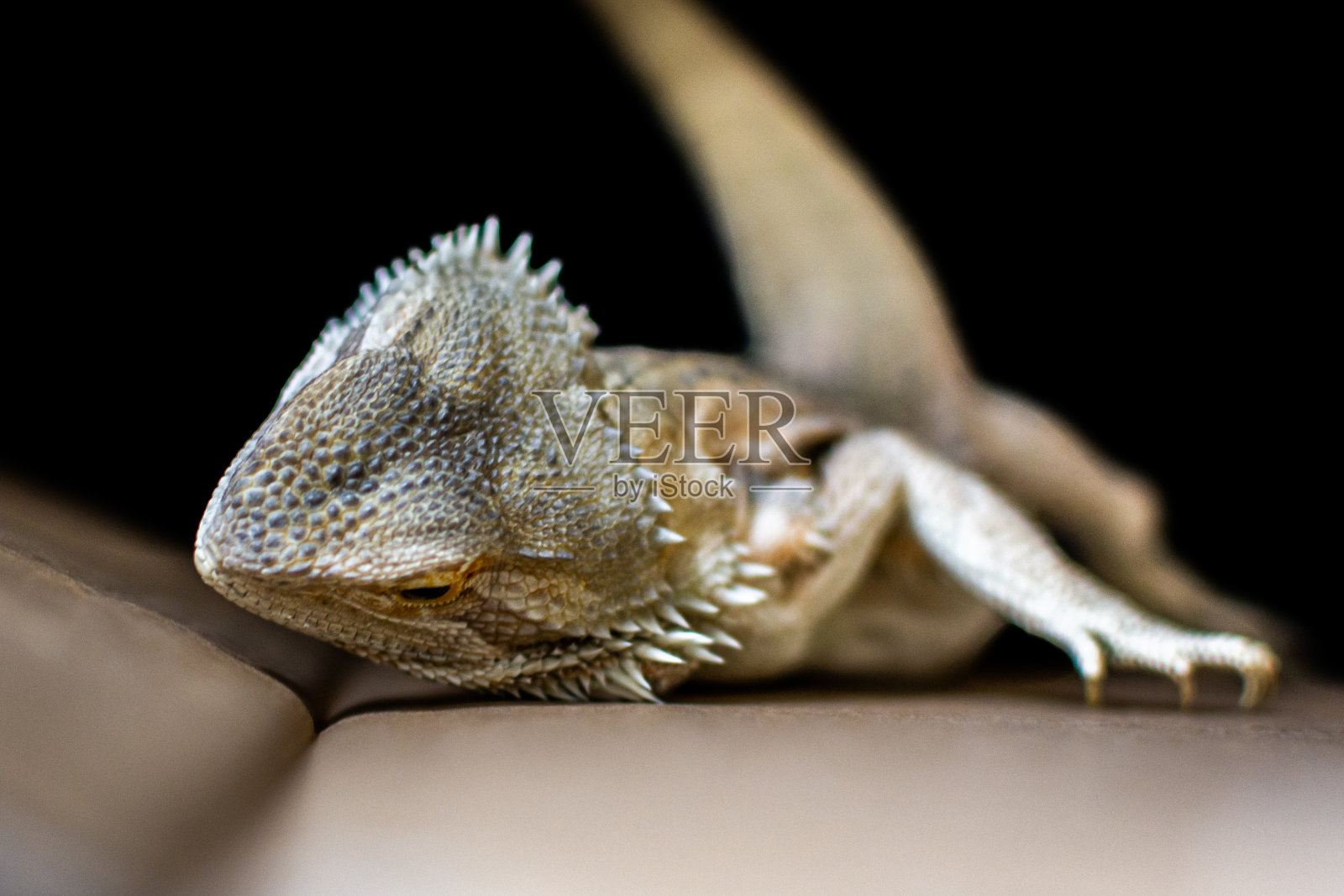 大胡子蜥蜴宠物照片摄影图片