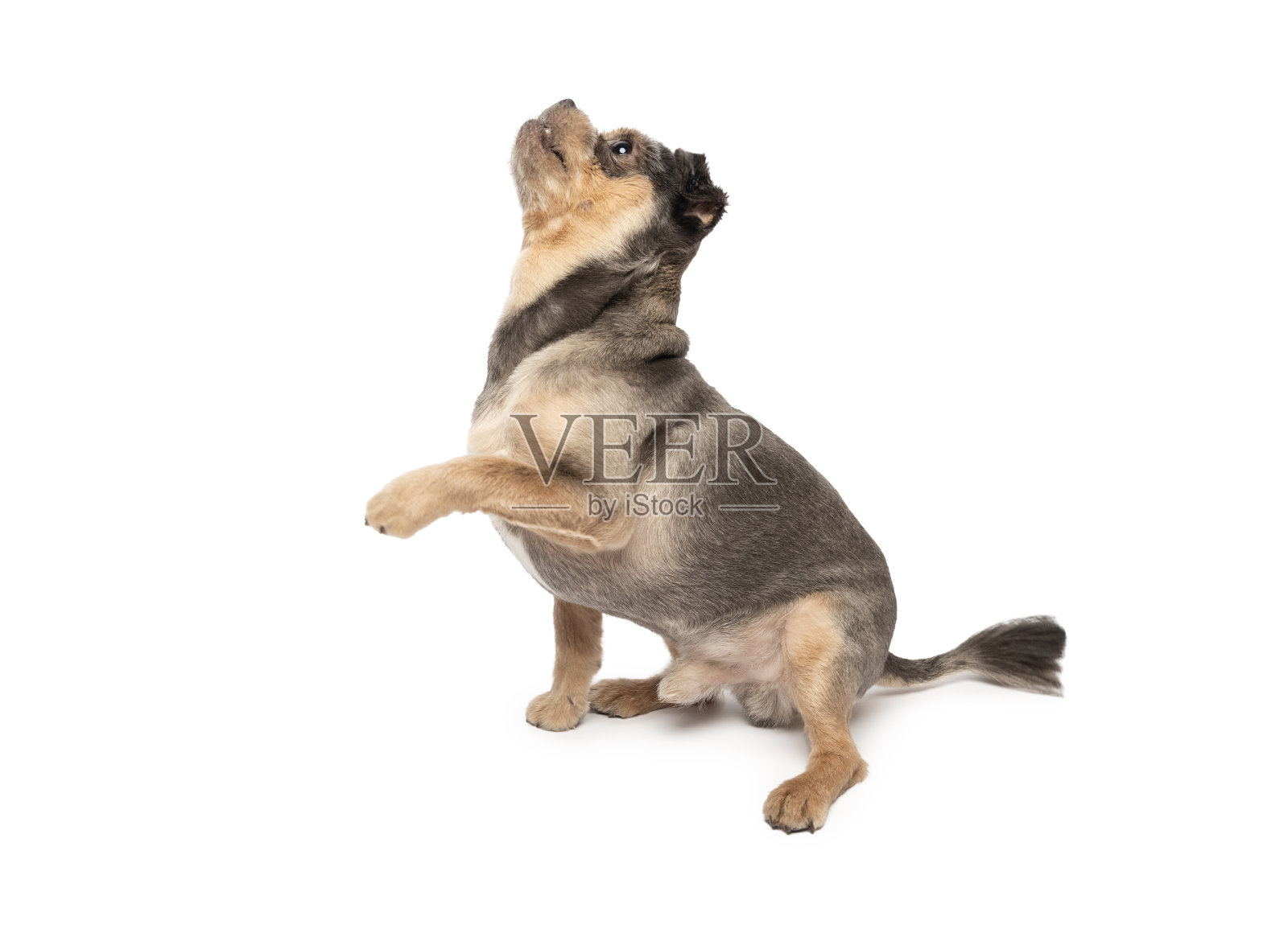 年轻的小有趣的混血狗在白色背景上乞讨照片摄影图片