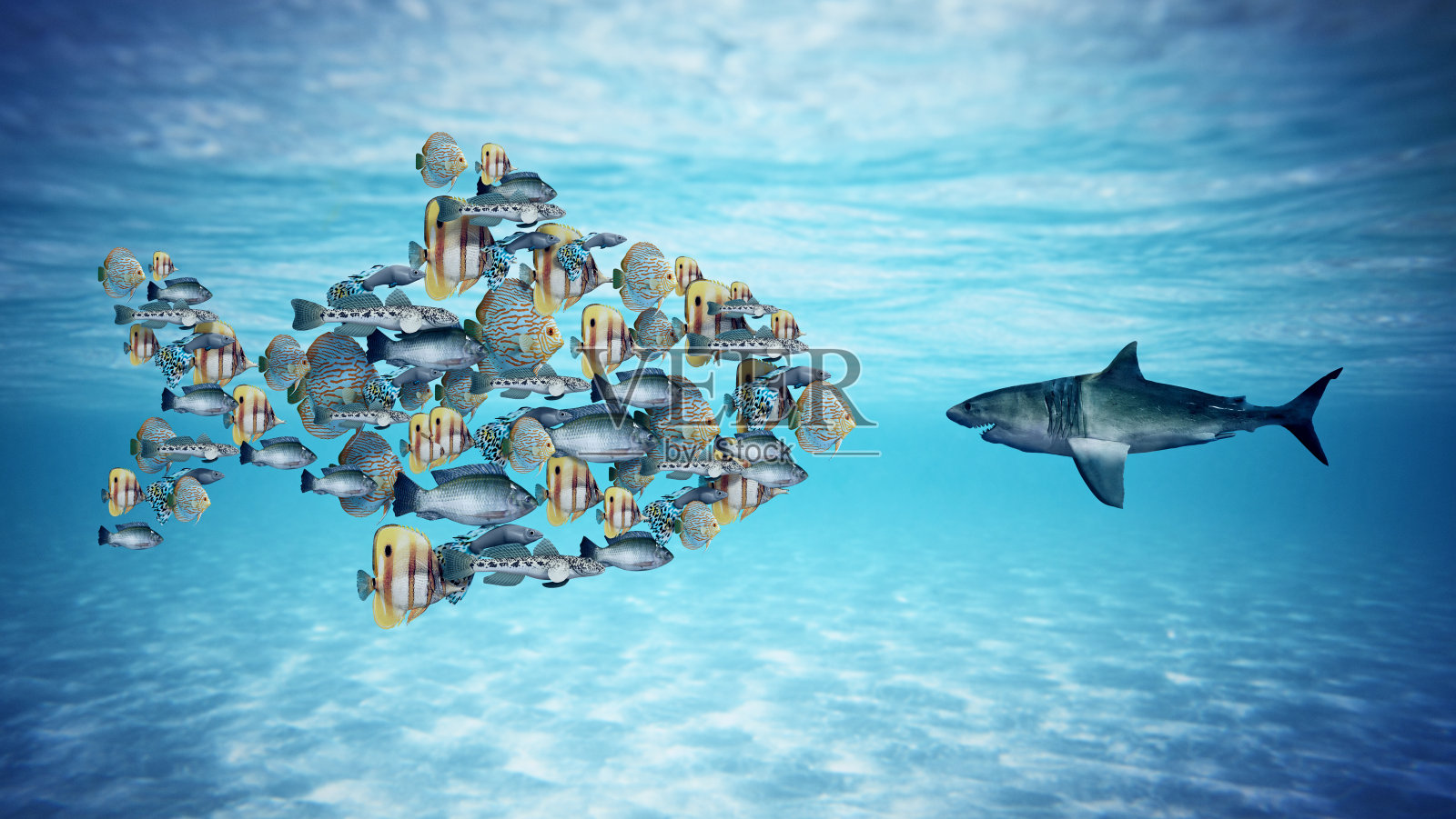 一大群鱼组成一条面对鲨鱼的大鱼照片摄影图片