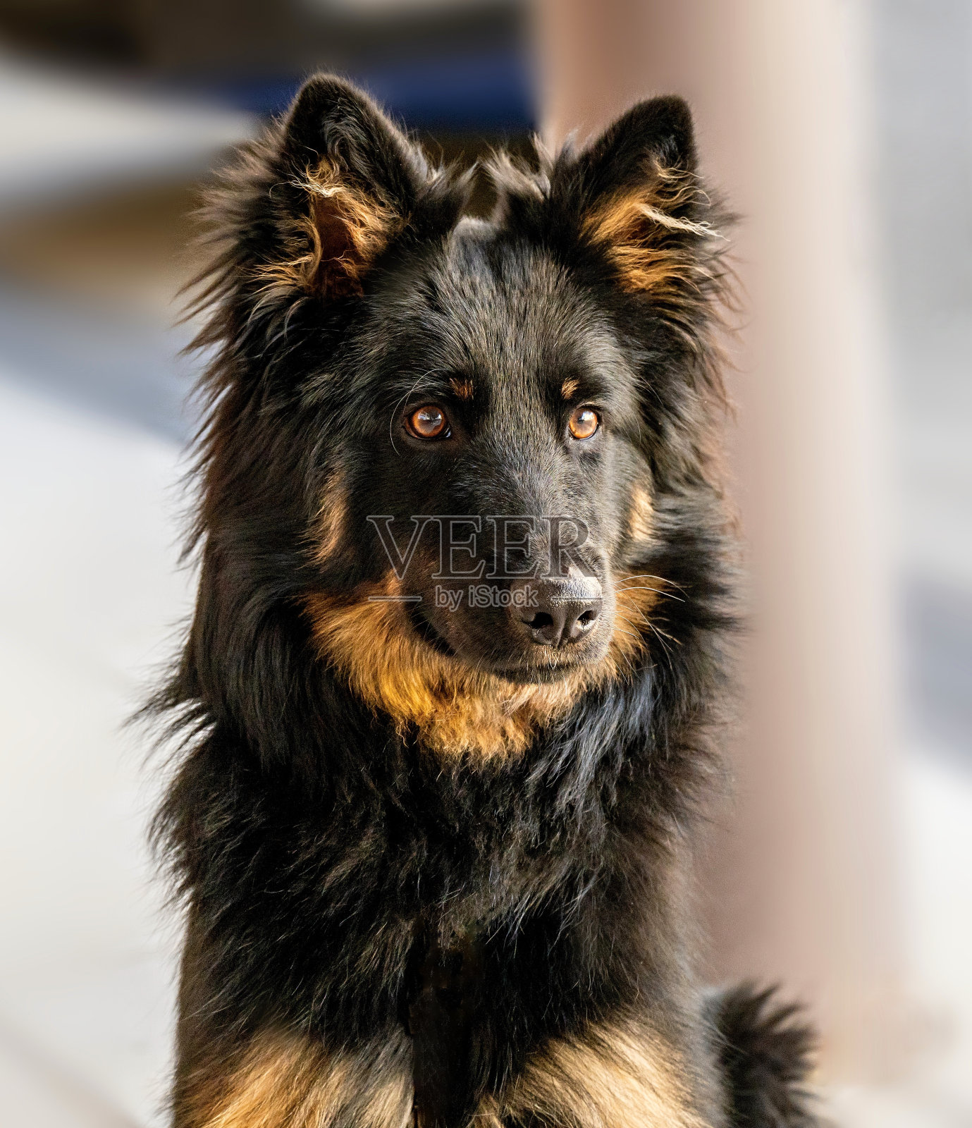 年轻的波西米亚牧羊犬的肖像