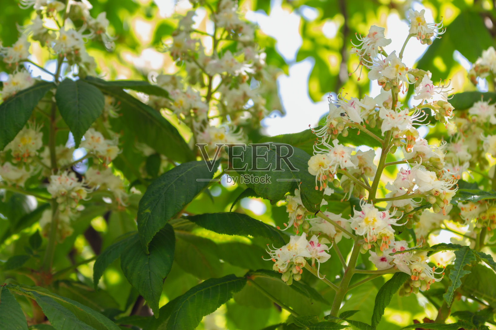 开着花的栗树。栗子开花了。春天的大自然。乌克兰基辅盛开的栗子。自然之美。照片摄影图片