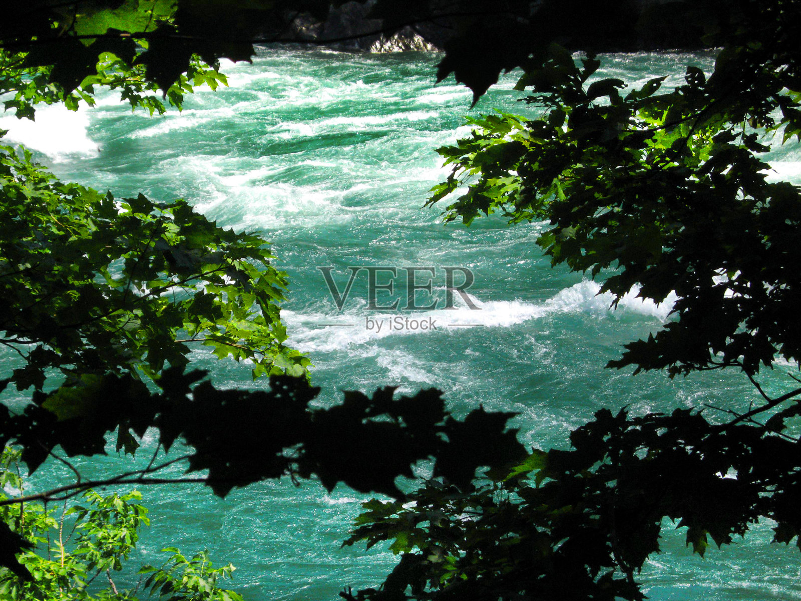 尼亚加拉河特写，森林景观。照片摄影图片