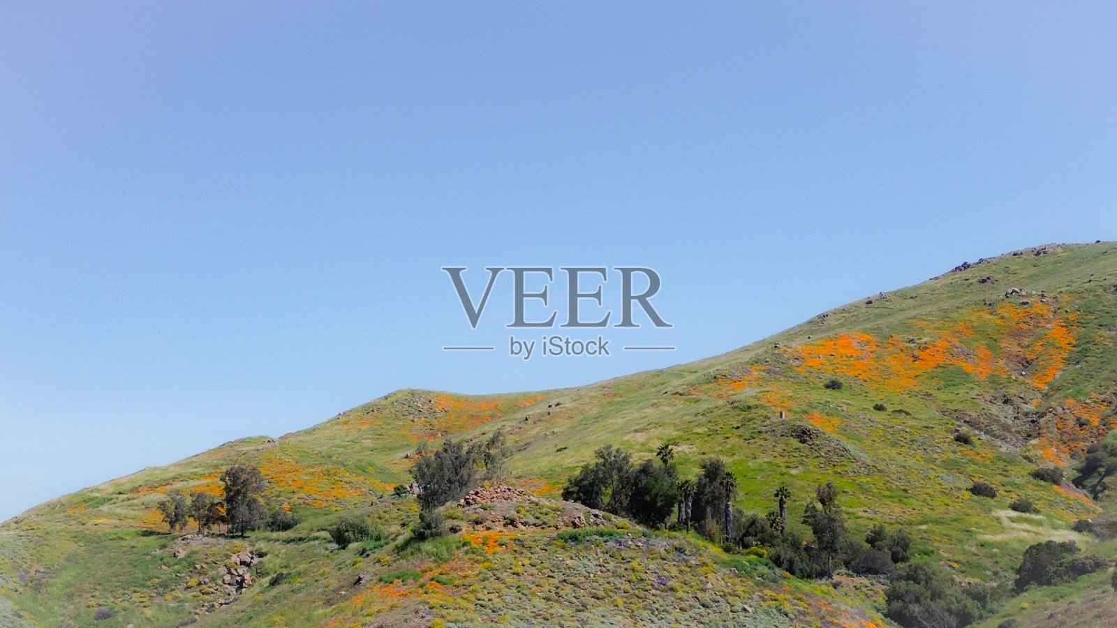 加利福尼亚山坡上的春天罂粟照片摄影图片