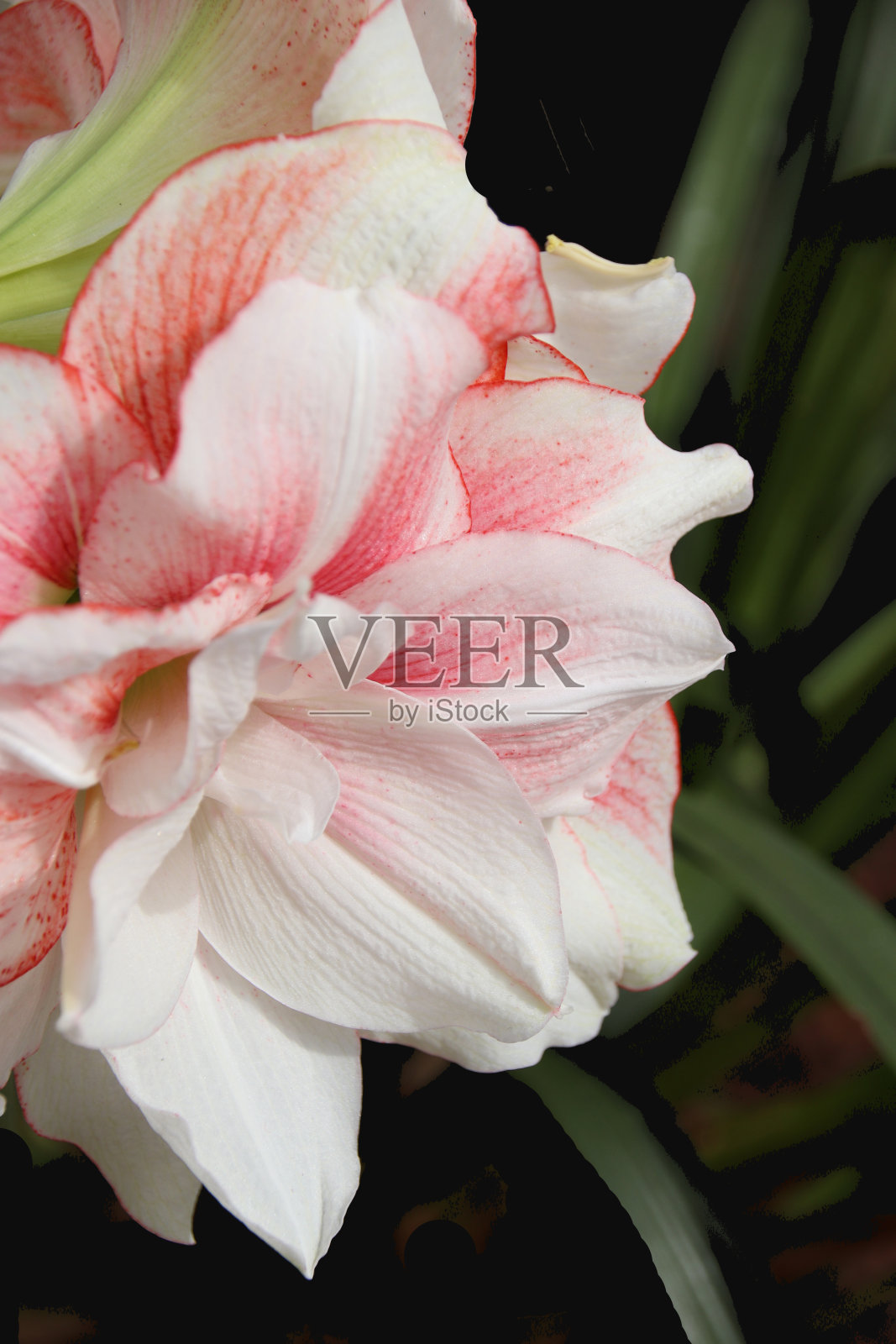 孤挺花照片摄影图片