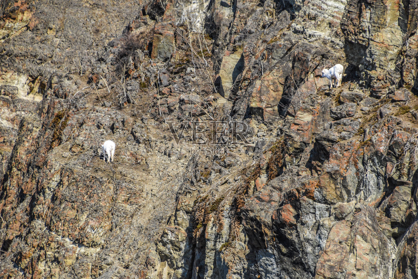 丘加奇山脉——岩石峭壁上的大羊照片摄影图片