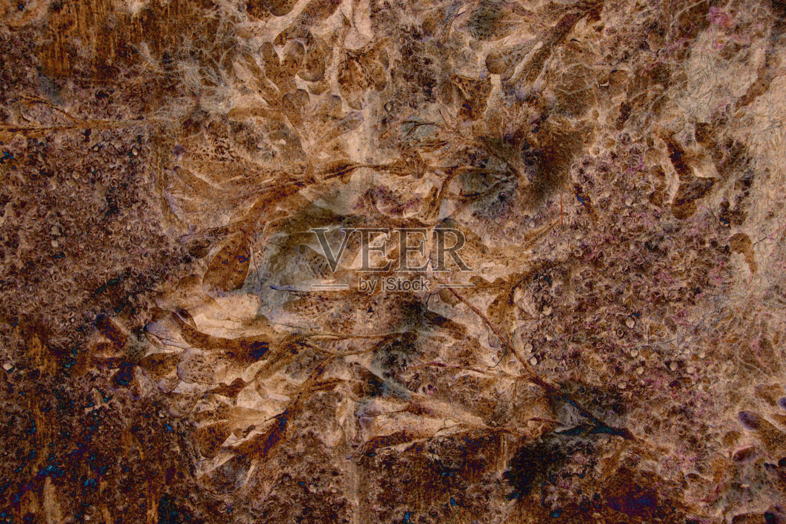 海藻照片摄影图片