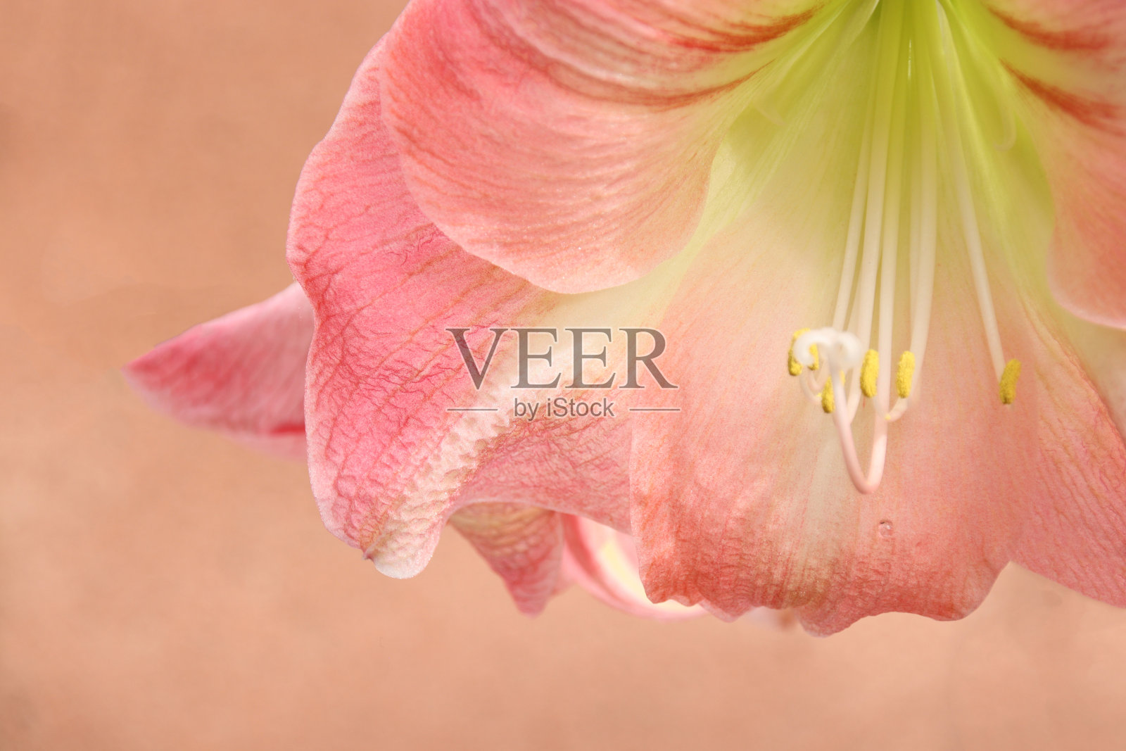 孤挺花照片摄影图片