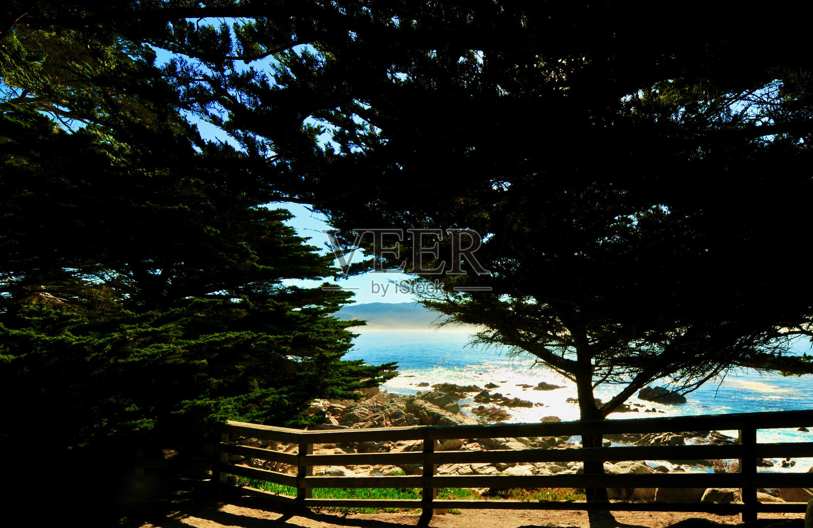 蒙特利柏树照片摄影图片