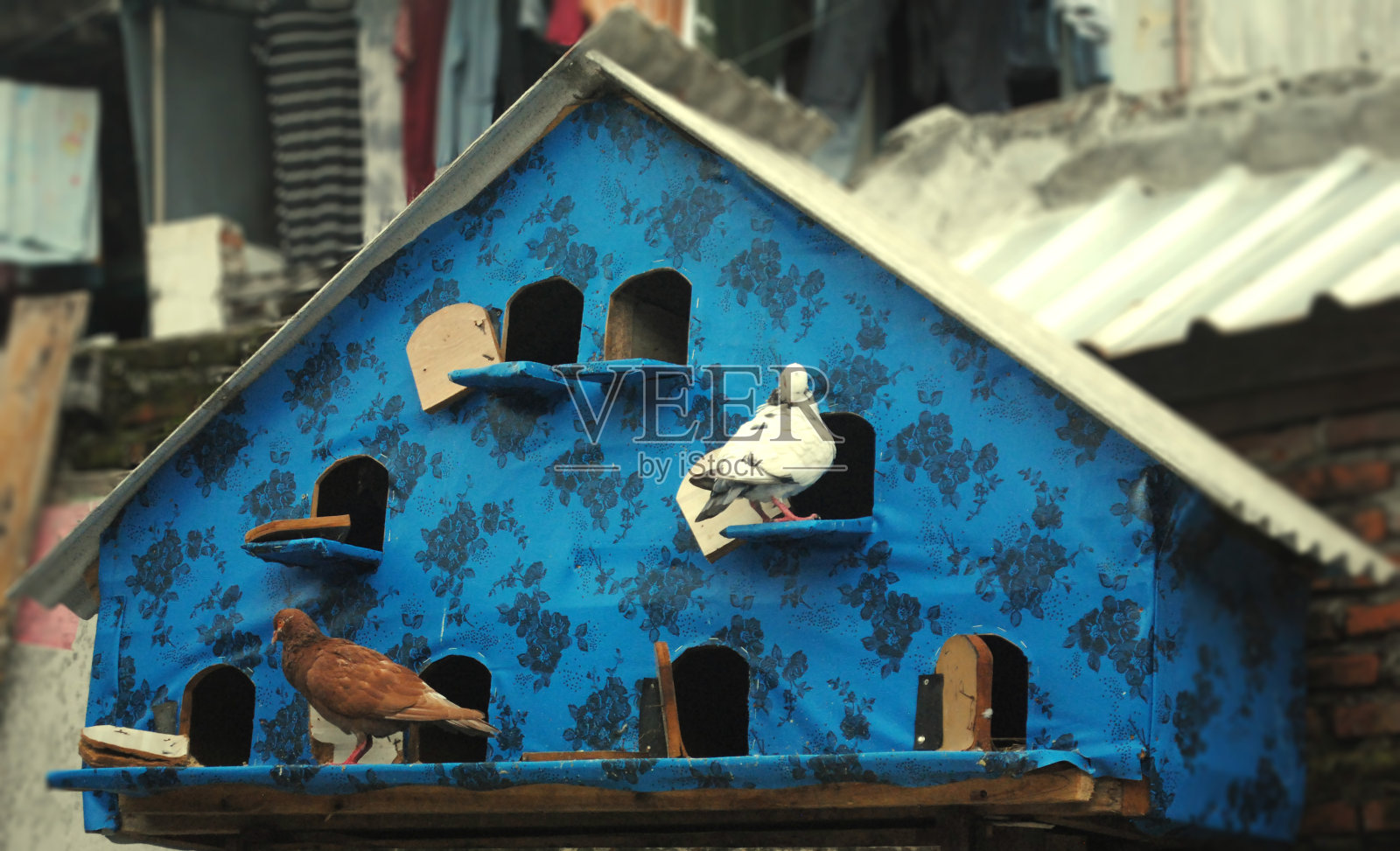 鸽舍或鸽舍。照片摄影图片