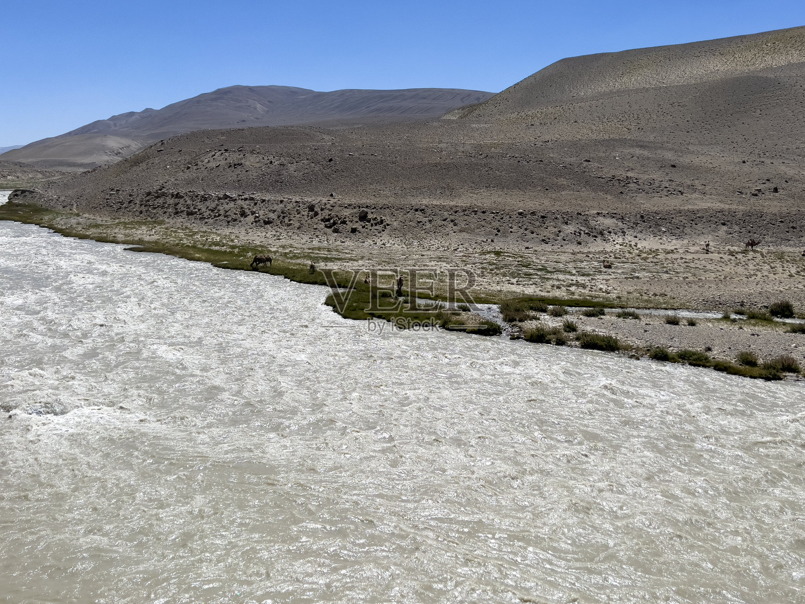 骆驼在潘杰河饮水。照片摄影图片