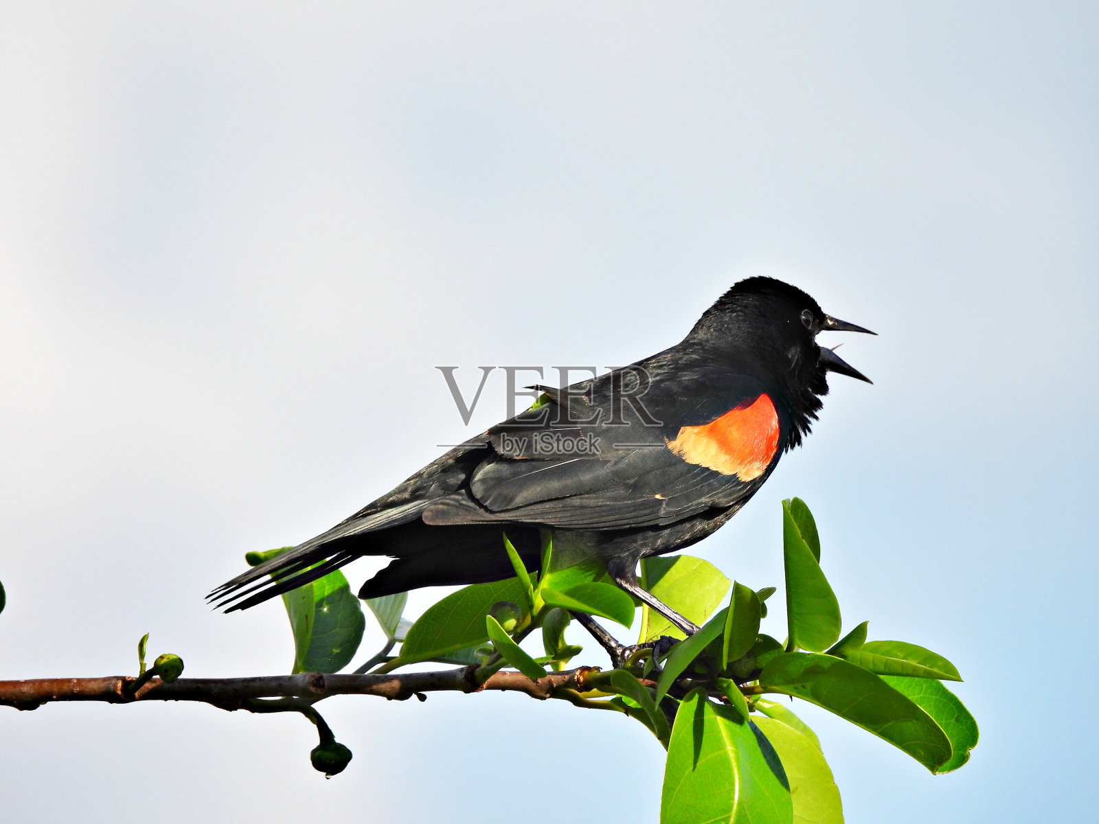 红翅黑鹂(Agelaius phoeniceus) -雄鸟栖息在树枝上照片摄影图片