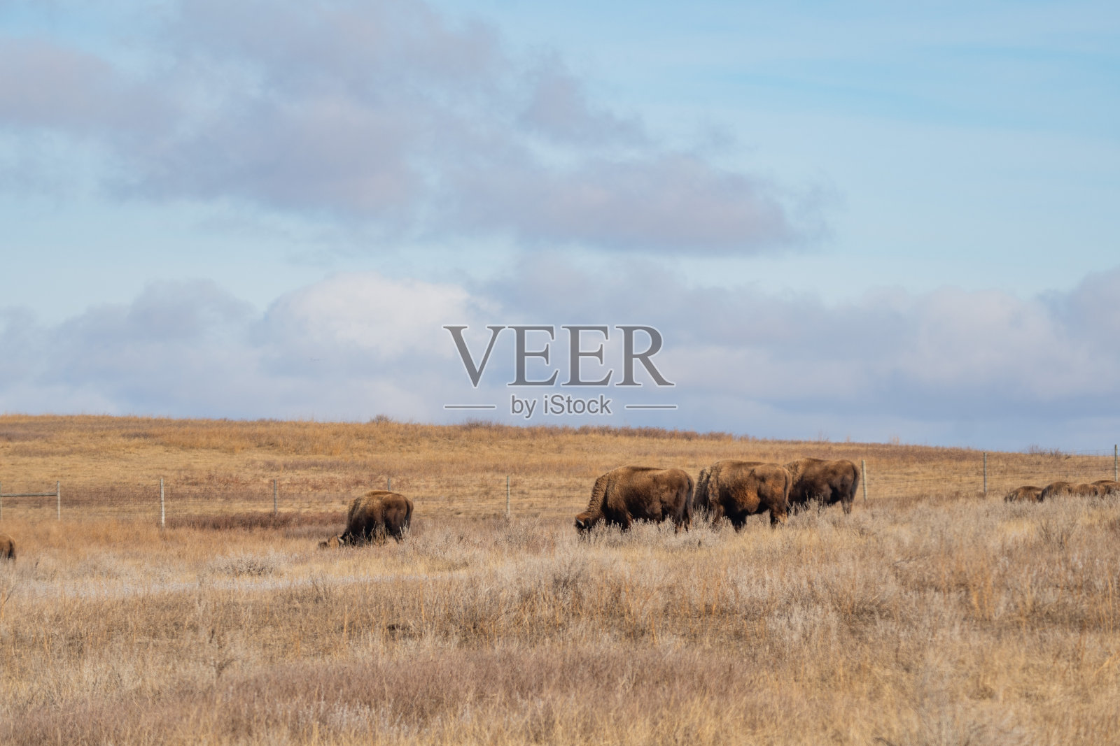 春天罗斯福国家公园大草原上的美国野牛群照片摄影图片