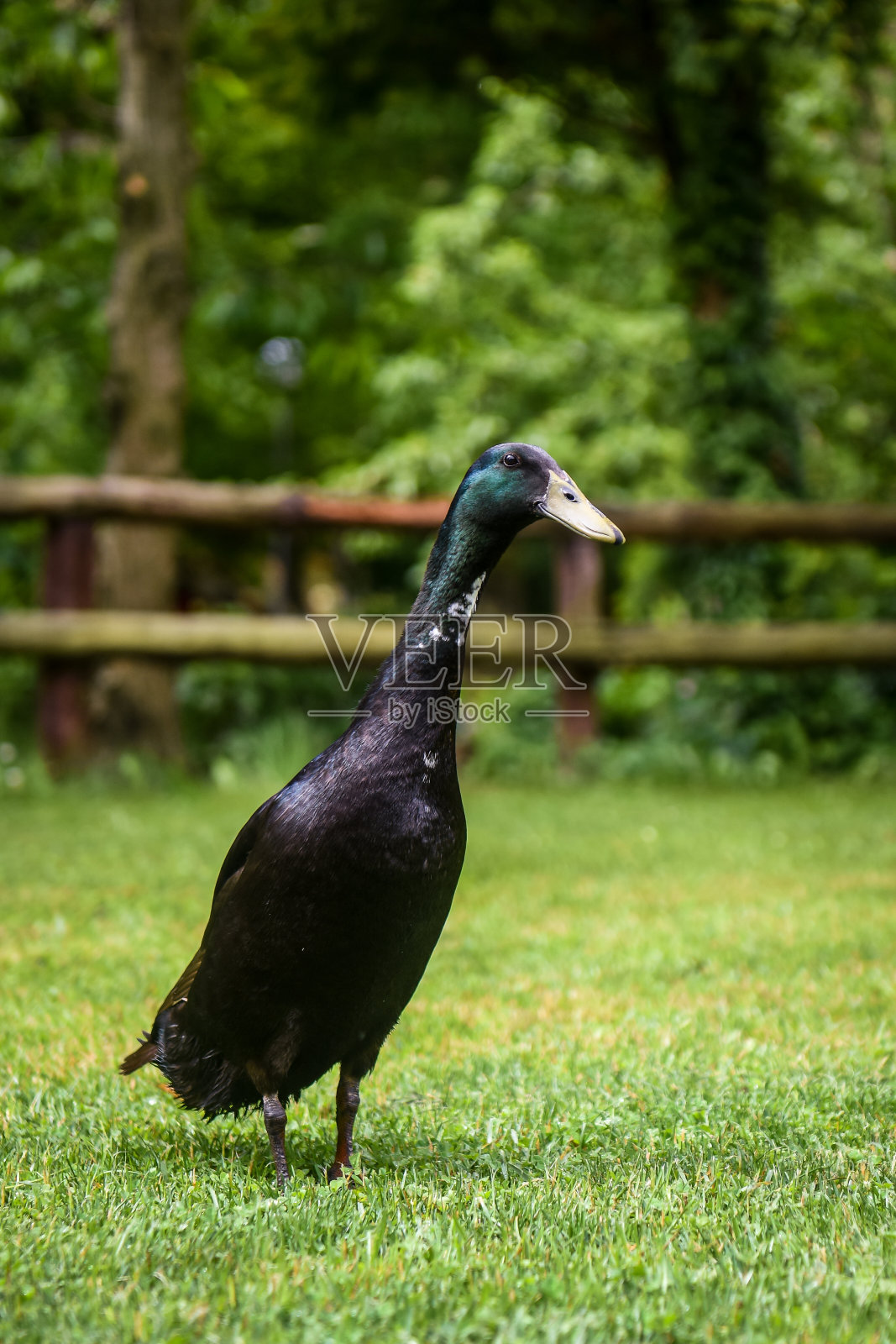 一只黑色的印度跑鸭照片摄影图片