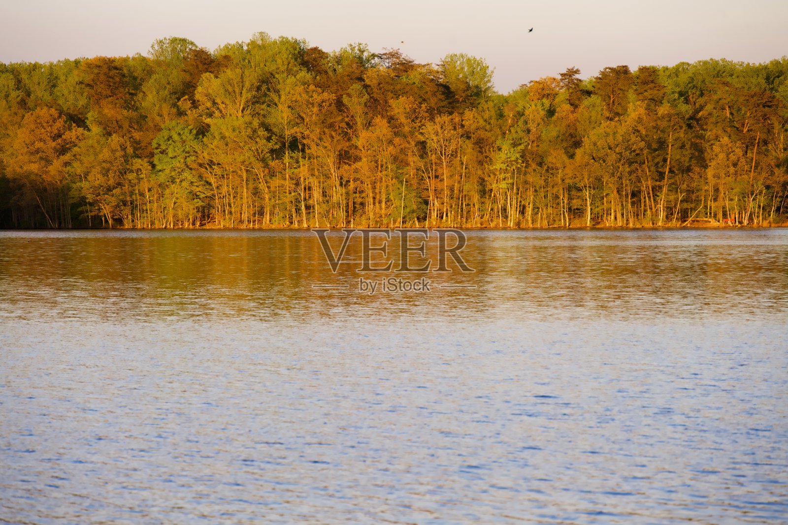 湖边的日落树照片摄影图片