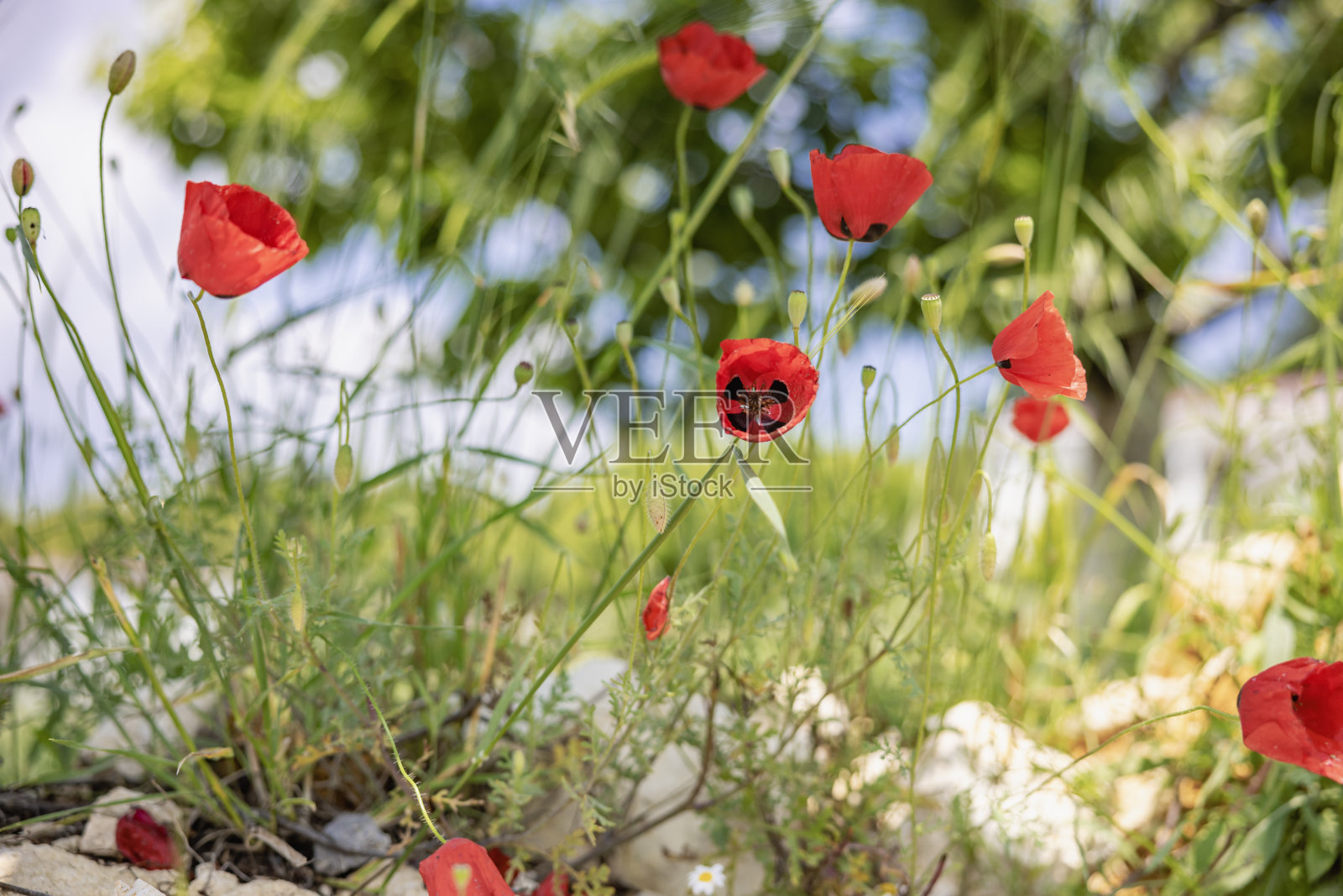 罂粟领域照片摄影图片