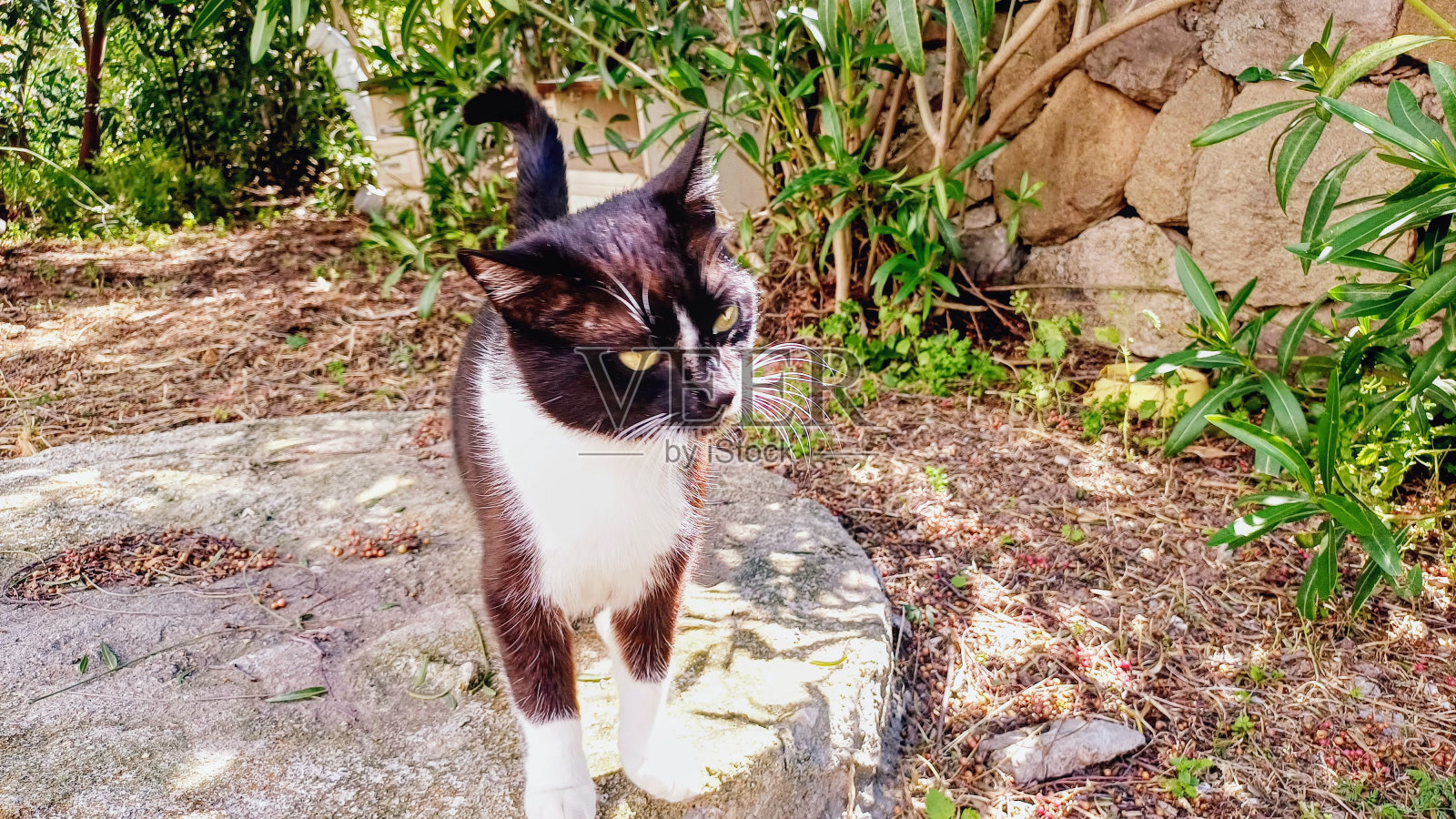 花园里的猫照片摄影图片