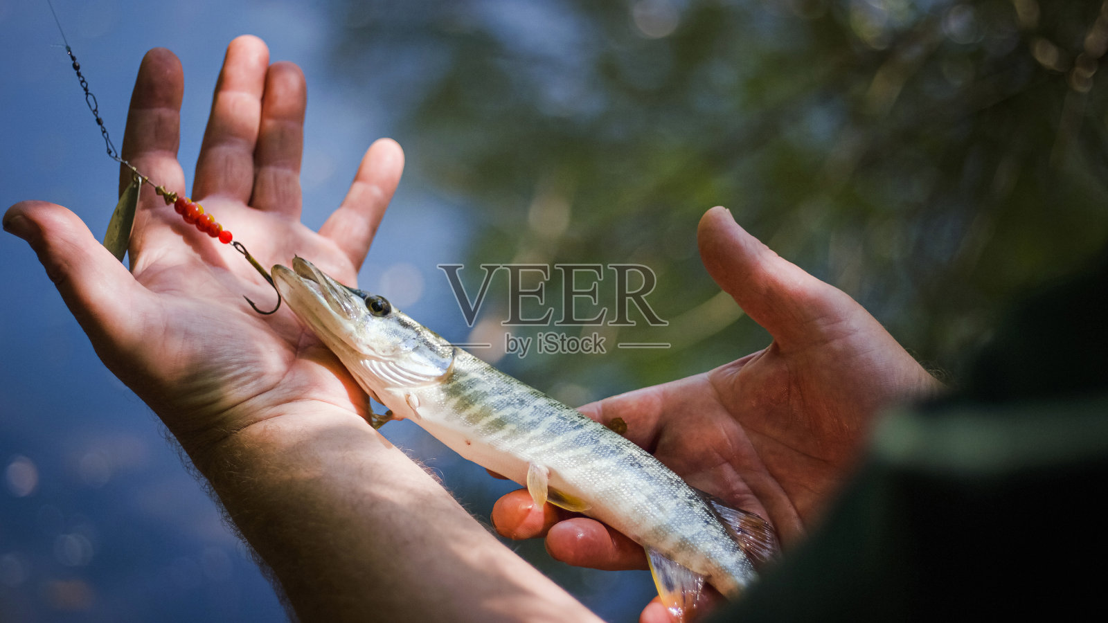 手握着被鱼钩钩住的鱼，把它放回水中照片摄影图片