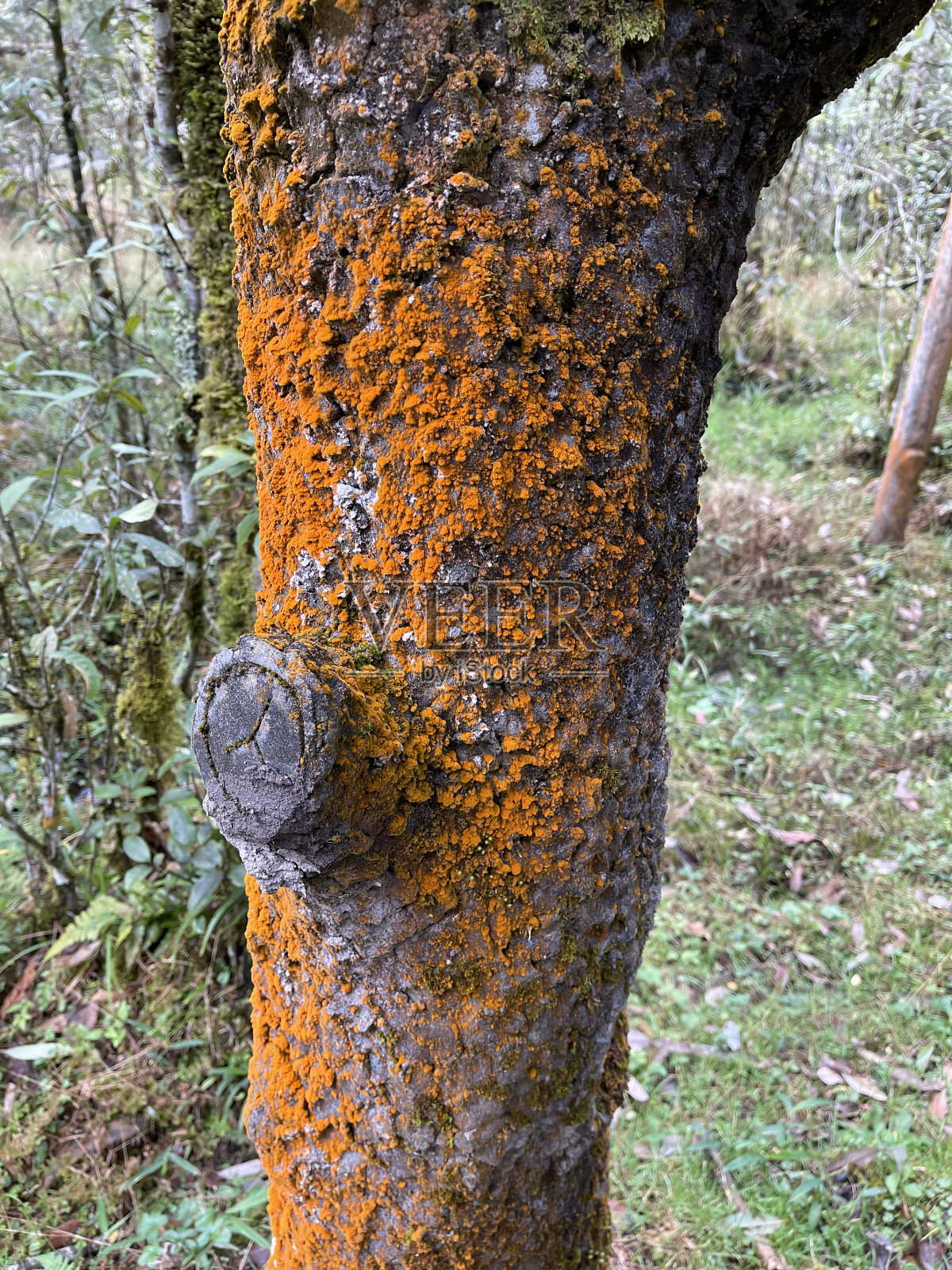 树干上的橙色苔藓和地衣照片摄影图片