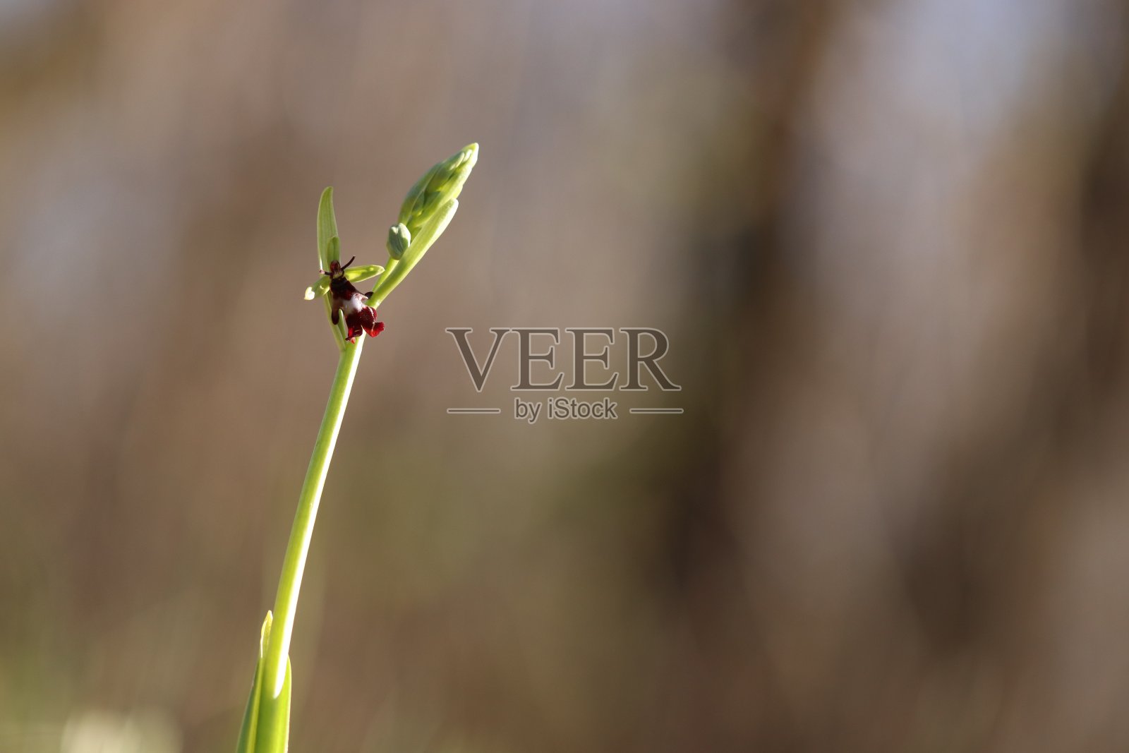 野生兰花照片摄影图片