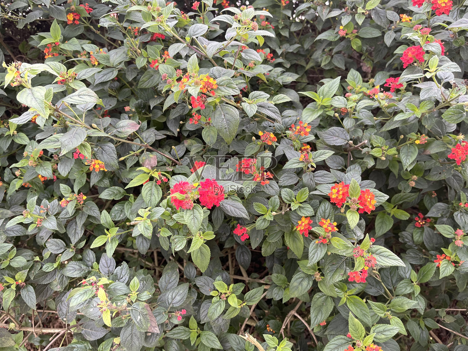 山楂花盛开照片摄影图片